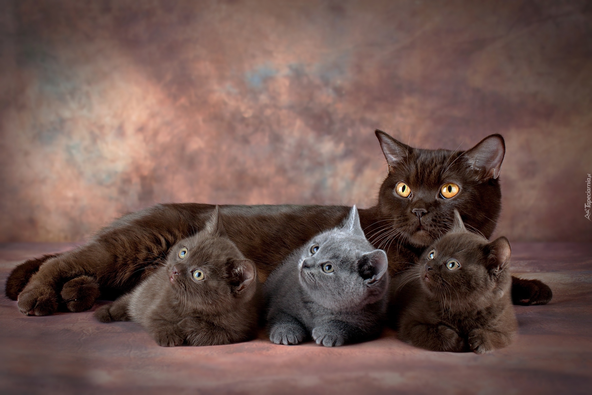Kot, Kotka, Trzy, Małe, Kocięta