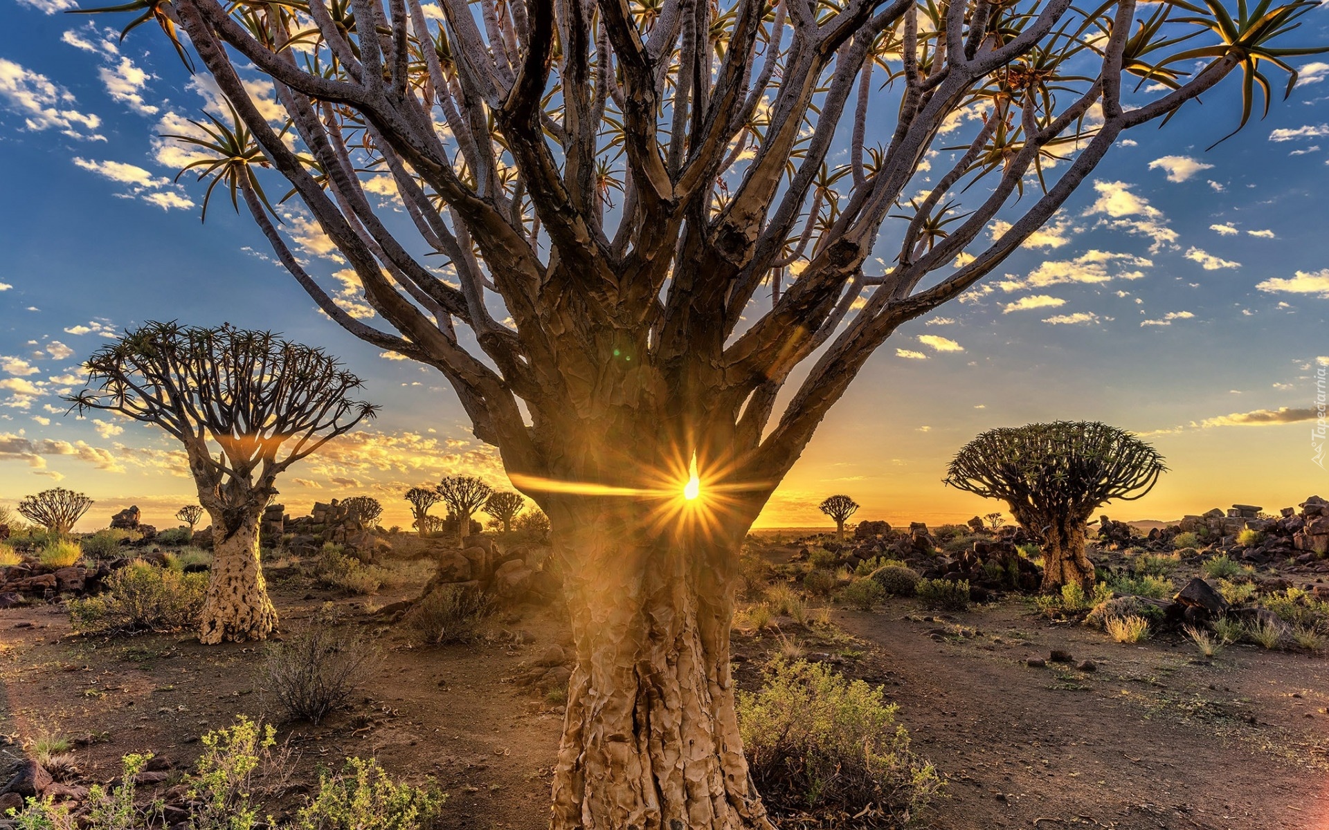 Republika Namibii, Pustynia, Promienie słońca, Drzewa kołczanowe, Kokerboom