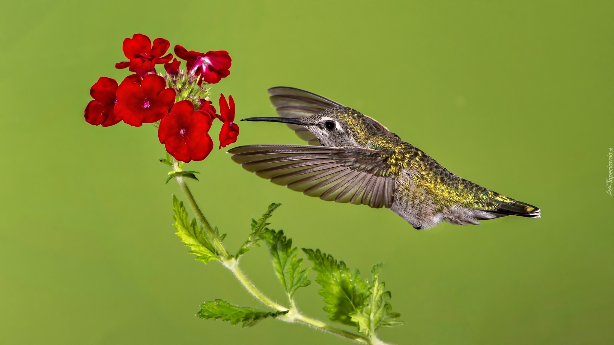 Koliber, Kwiat, Czerwony
