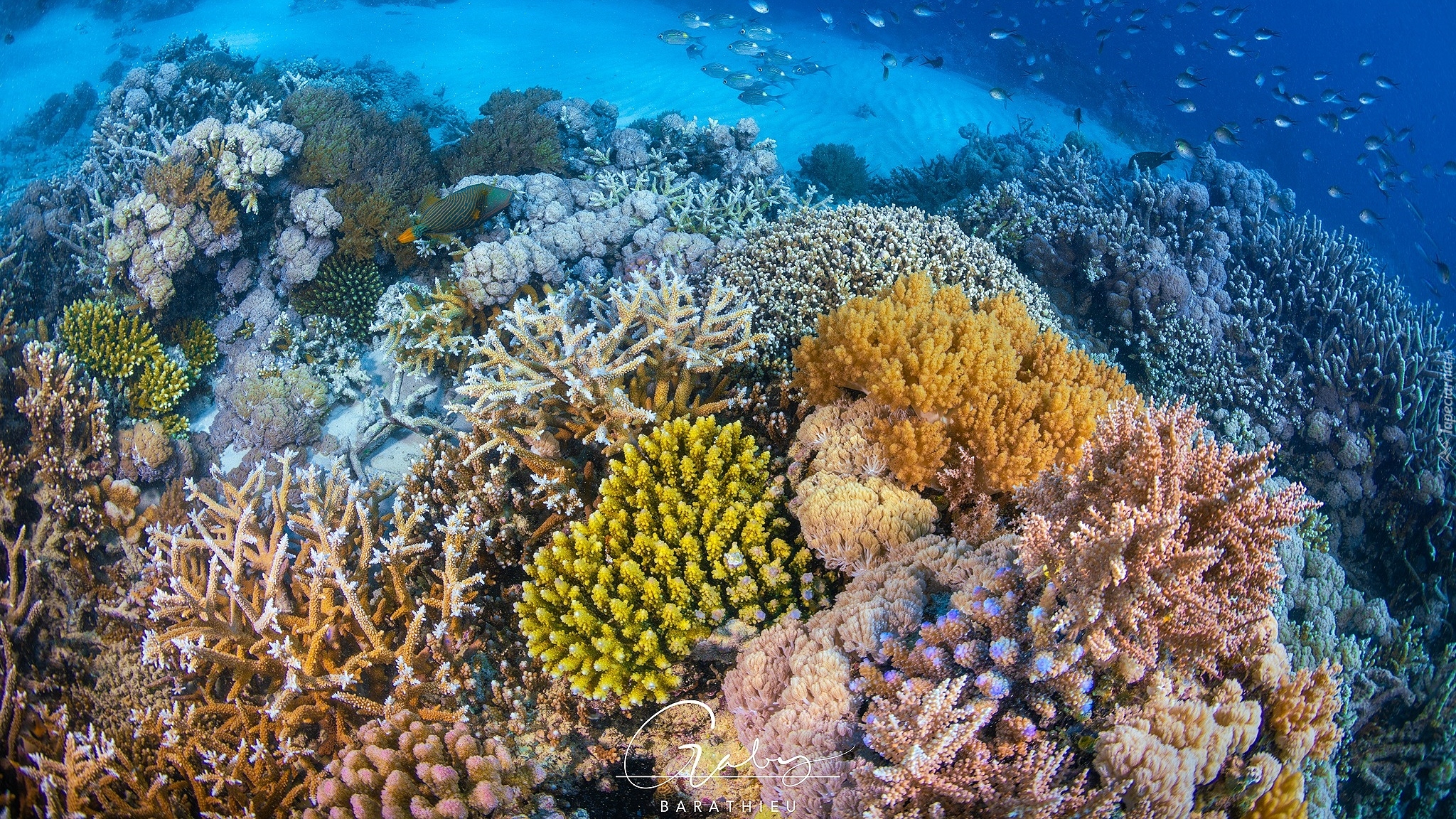 Koralowce, Ryby, Rafa koralowa