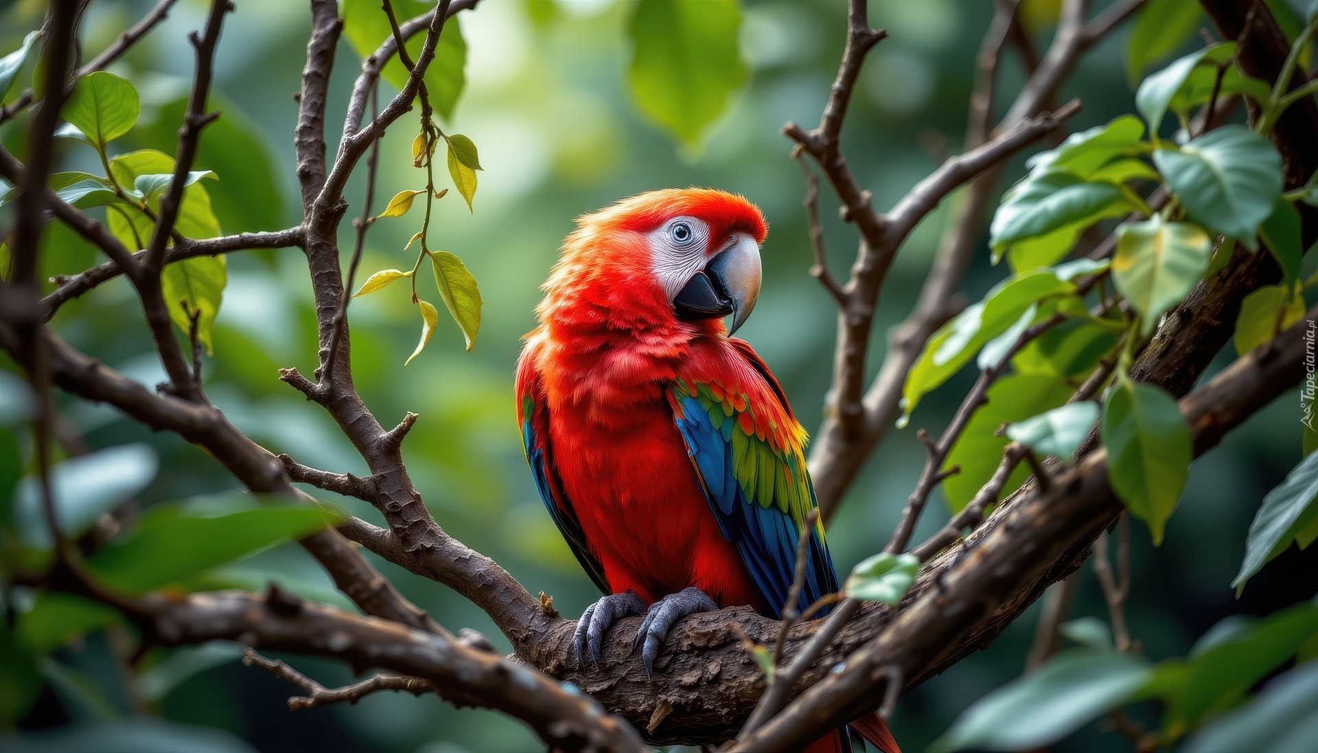 Ptak, Ara, Kolorowa, Papuga, Gałązki, Listki, Grafika AI