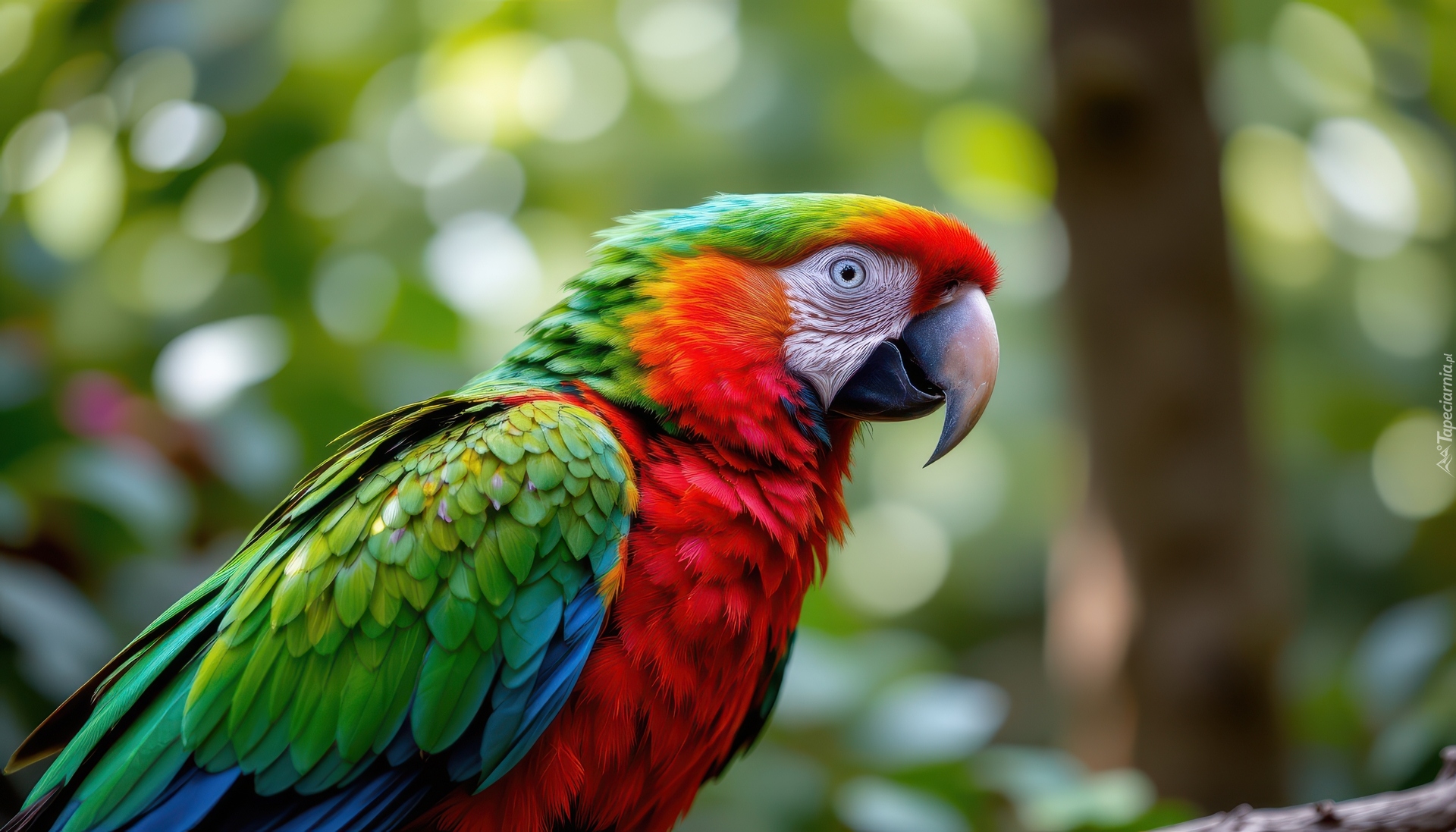 Ptak, Papuga, Ara, Zbliżenie