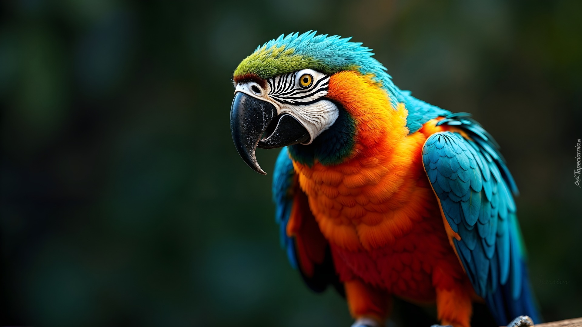 Papuga, Ara, Grafika AI