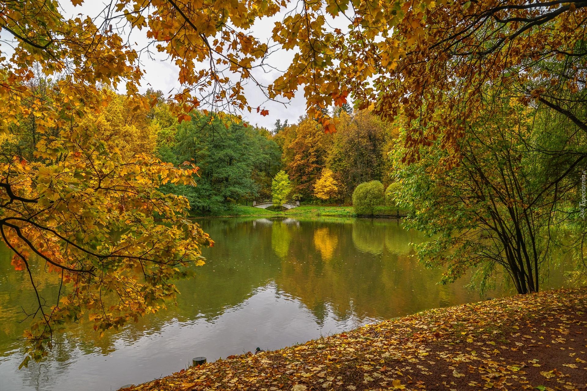 Park, Staw, Drzewa, Liście, Most, Chmury, Jesień