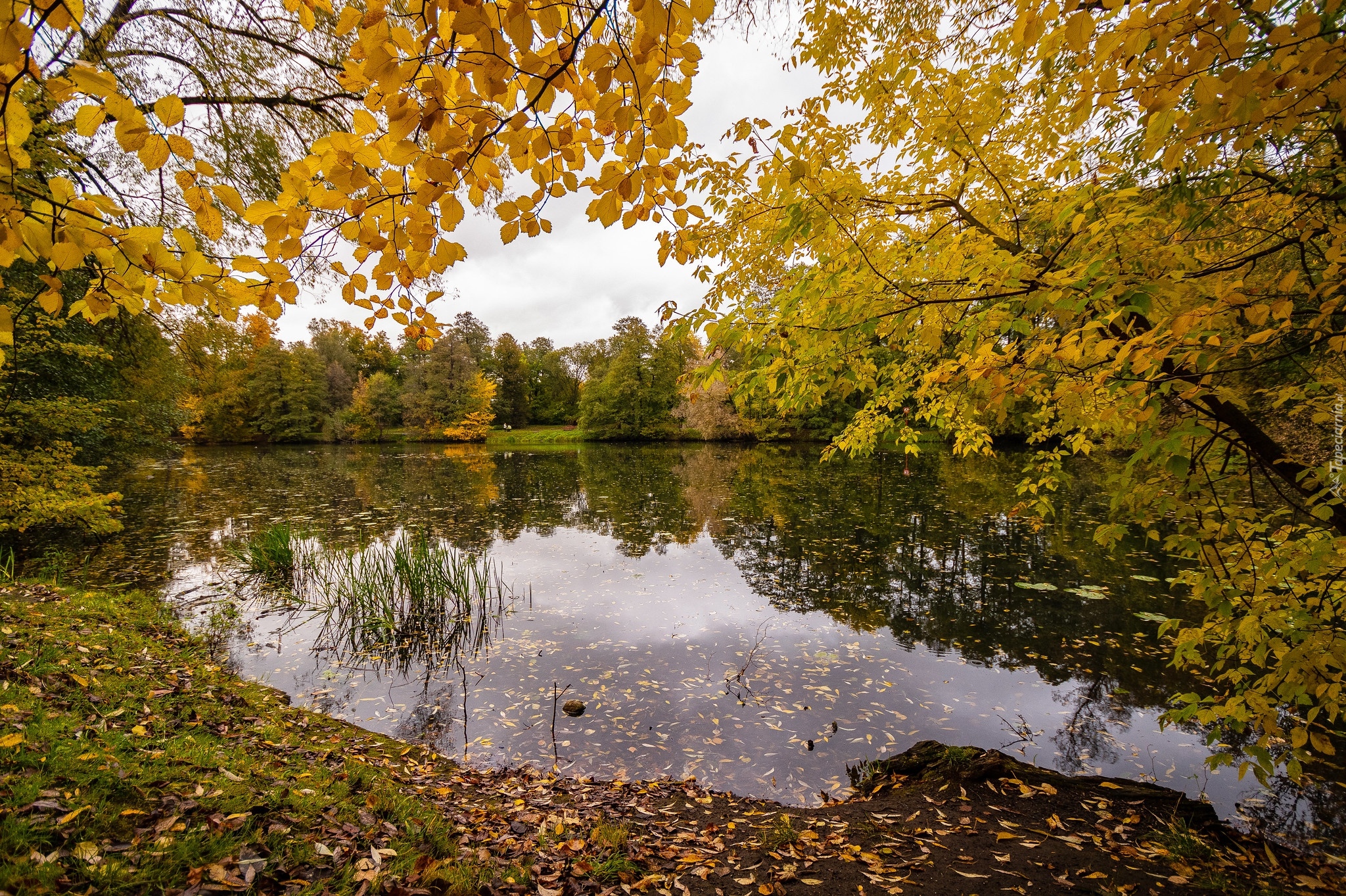 Park, Staw, Liście, Drzewa, Gałęzie, Jesień