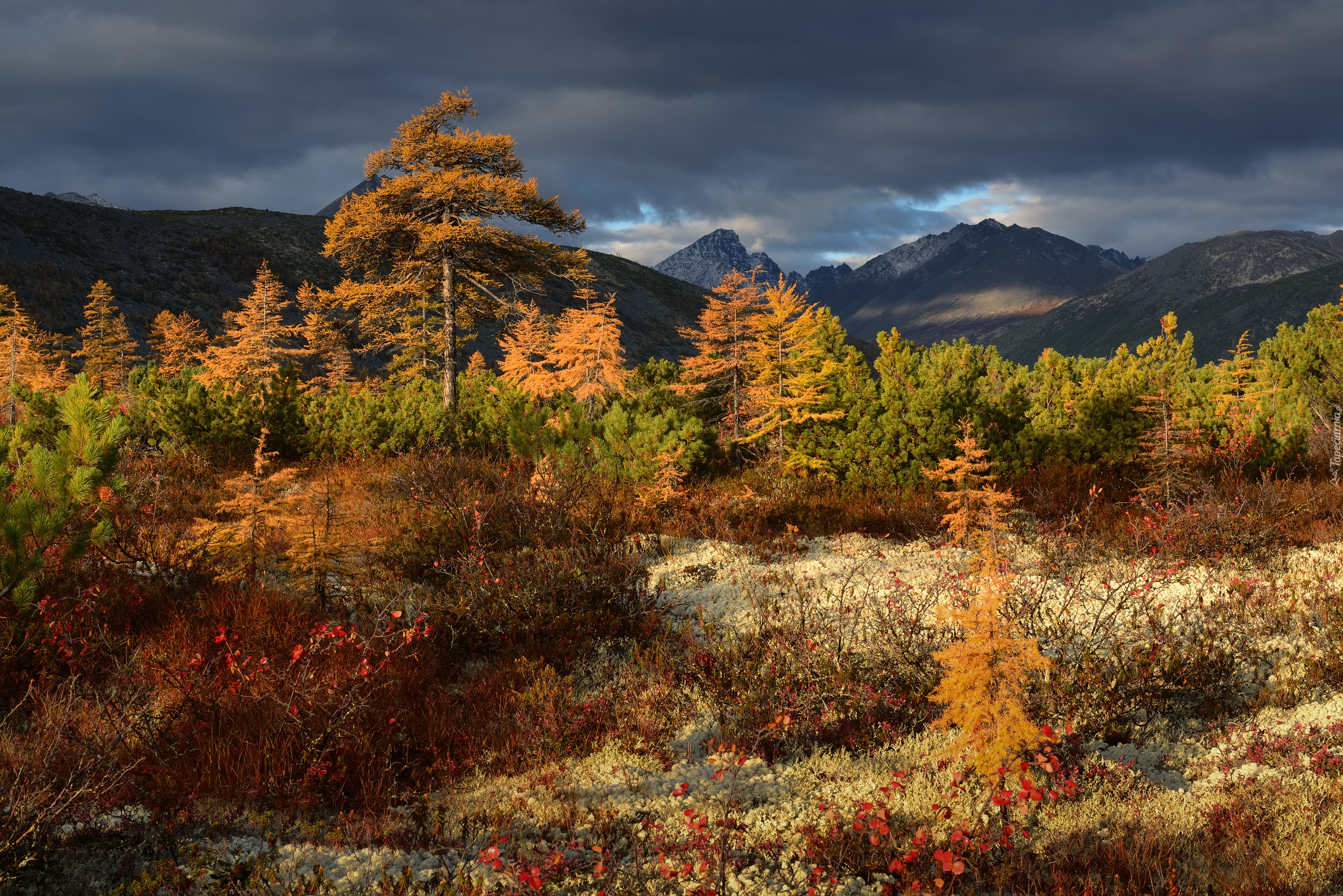 Jesień, Góry Kołymskie, Drzewa, Kołyma, Obwód magadański, Rosja