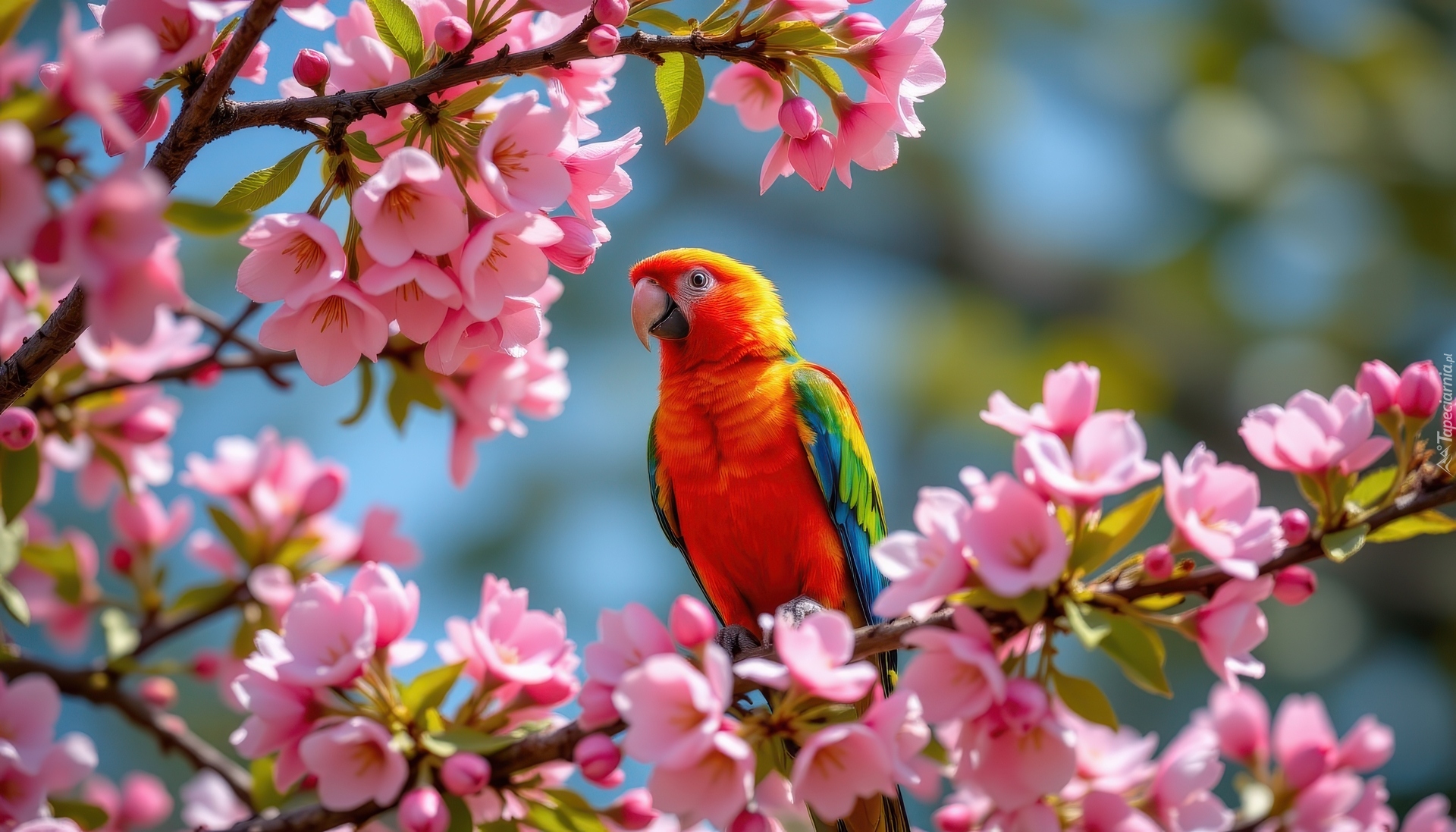 Kolorowa, Papuga, Kwiaty, Drzewo owocowe