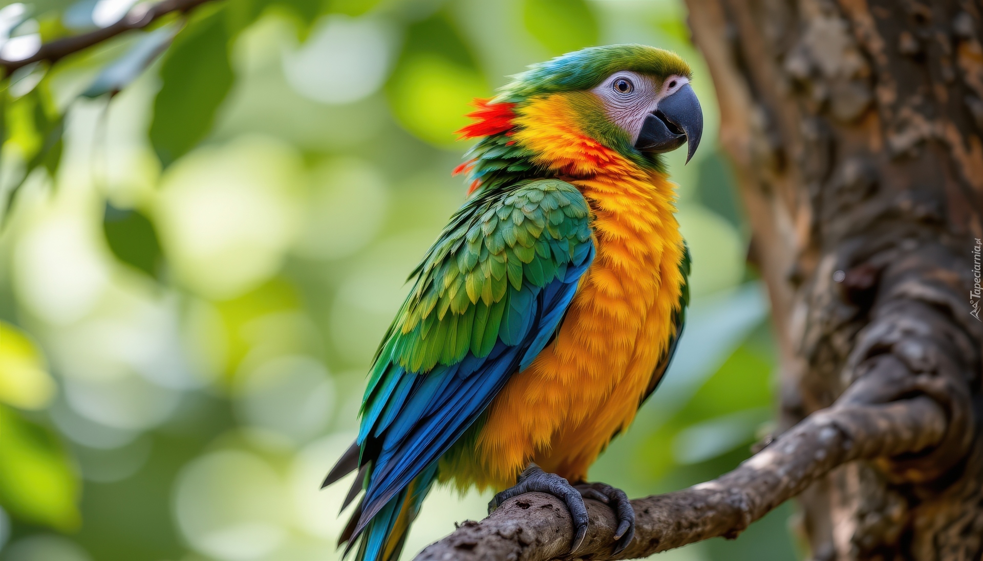 Kolorowa, Papuga, Drzewo, Gałązka, AI