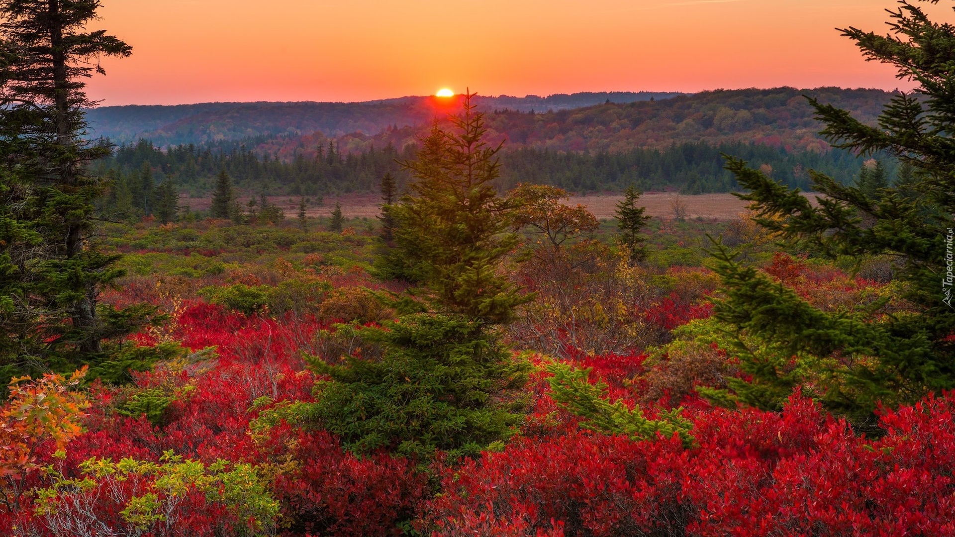 Stany Zjednoczone, Stan Wirginia Zachodnia, Dolly Sods Wilderness, Zachód słońca, Jesień, Drzewa, Roślinność, Kolorowa