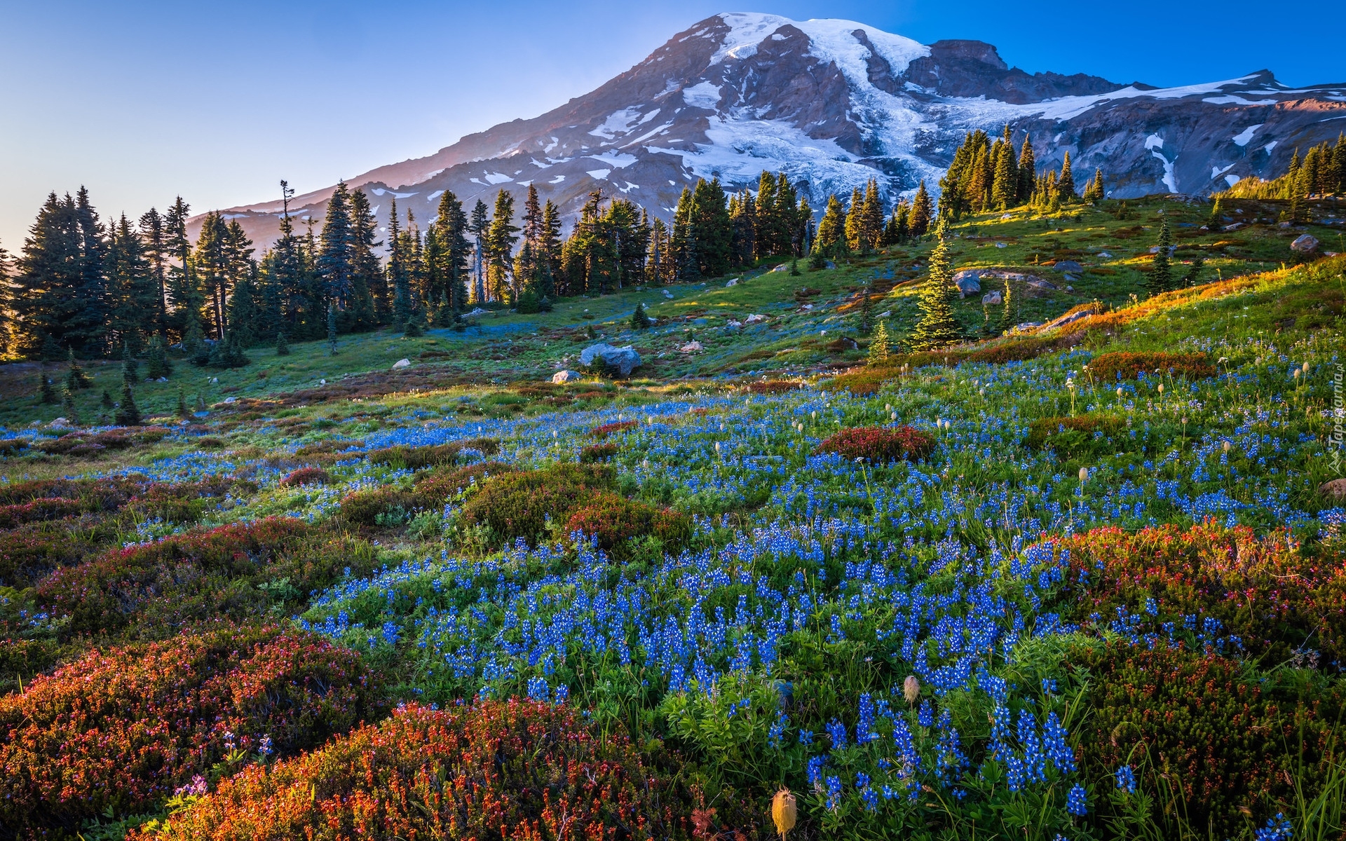 Ośnieżone, Góry, Stratowulkan, Mount Rainier, Drzewa, Łąka, Niebieskie, Kwiaty, Łubin, Park Narodowy Mount Rainier, Stan Waszyngton, Stany Zjednoczone