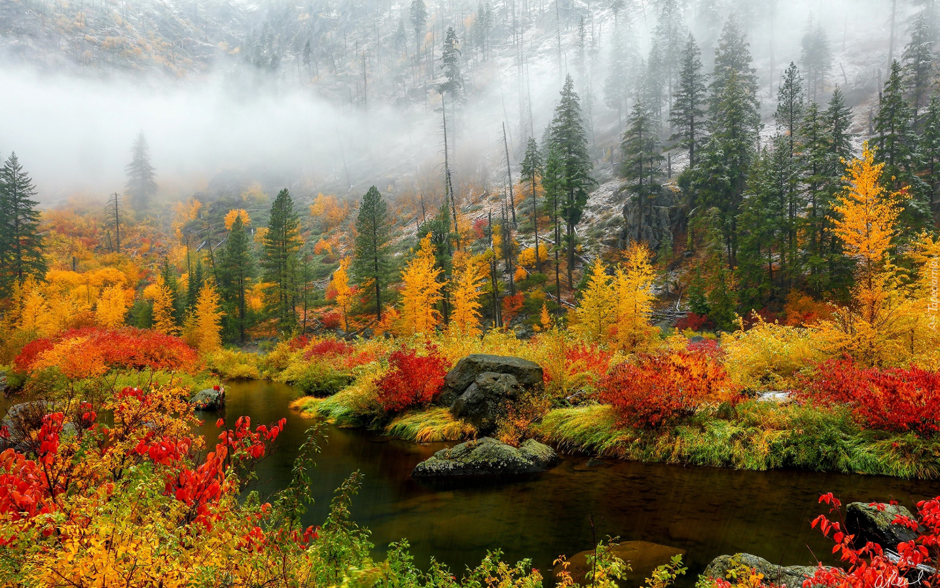 Jesień, Las, Drzewa, Mgła, Rzeka, Kamienie, Krzewy, Kolorowe, Liście