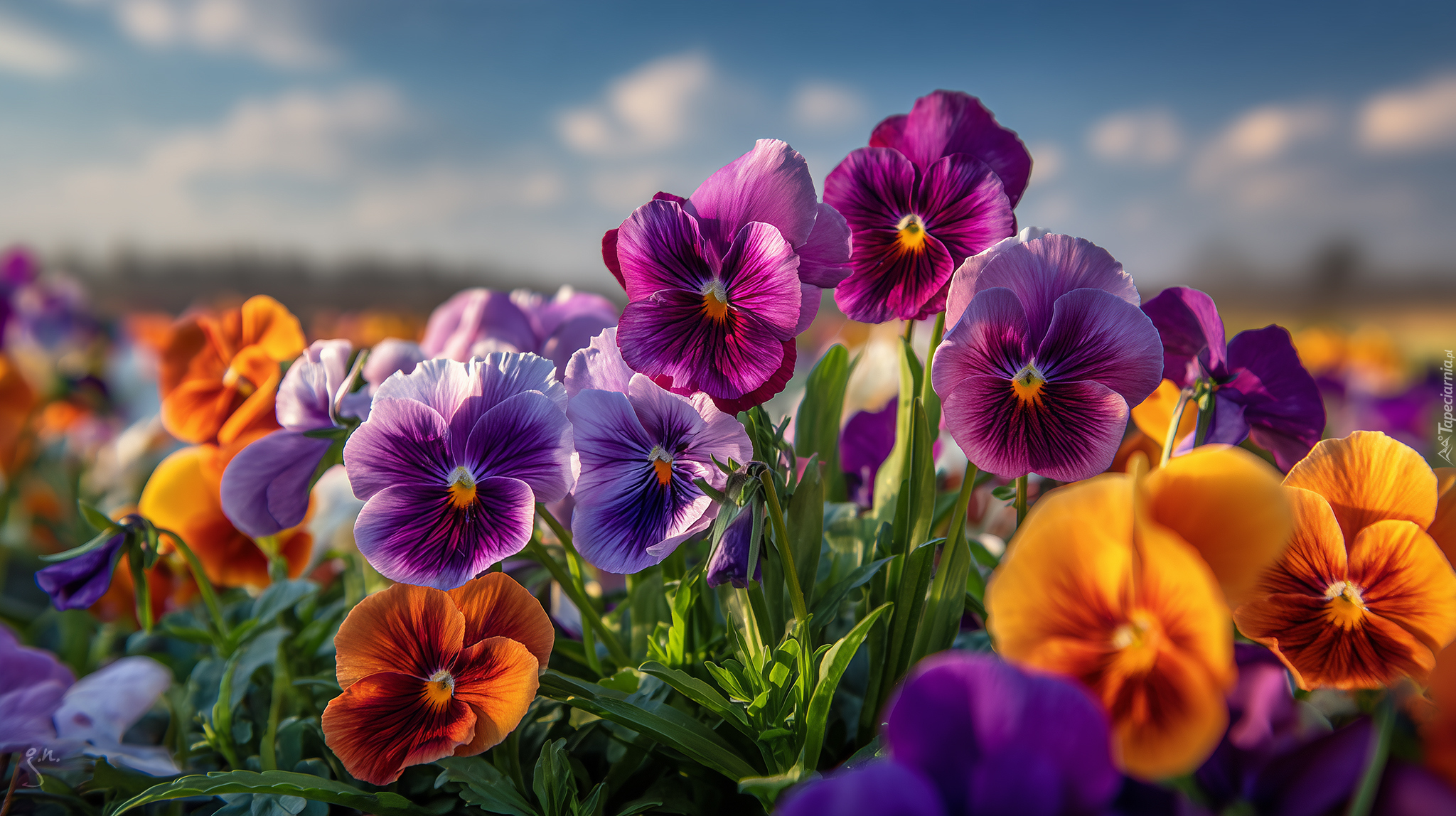 Kolorowe, Bratki, Kwiaty, Zbliżenie, Grafika AI