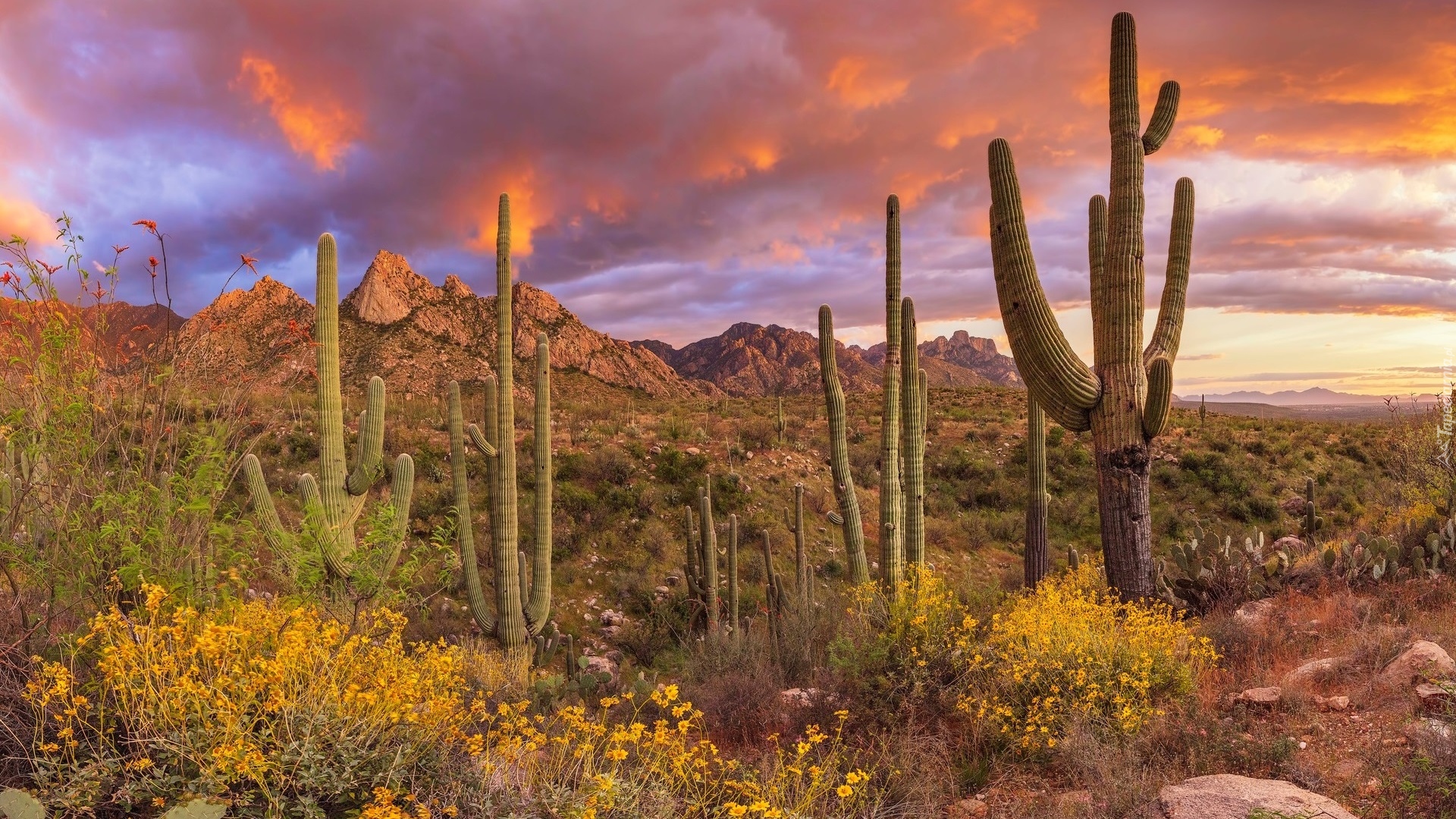 Stany Zjednoczone, Park Stanowy Catalina, Góry, Santa Catalina Mountains, Kaktusy, Roślinność, Chmury