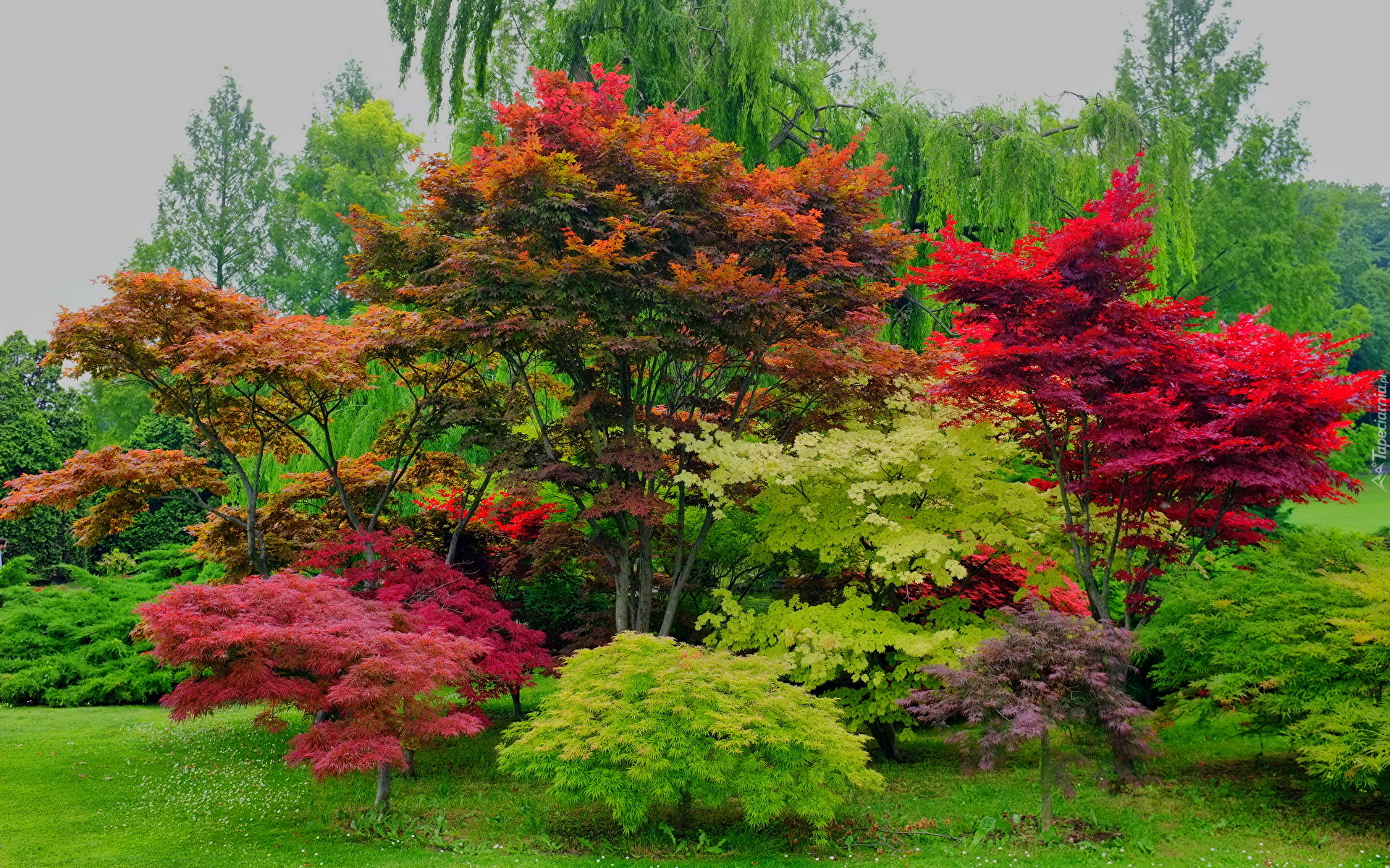 Kolorowe, Drzewa, Krzewy