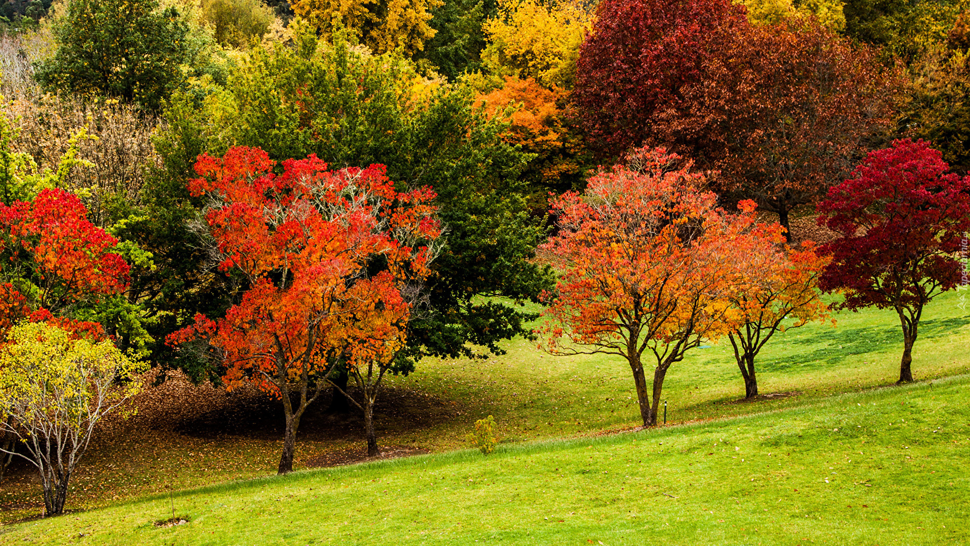Jesień, Kolorowe, Jesienne, Drzewa