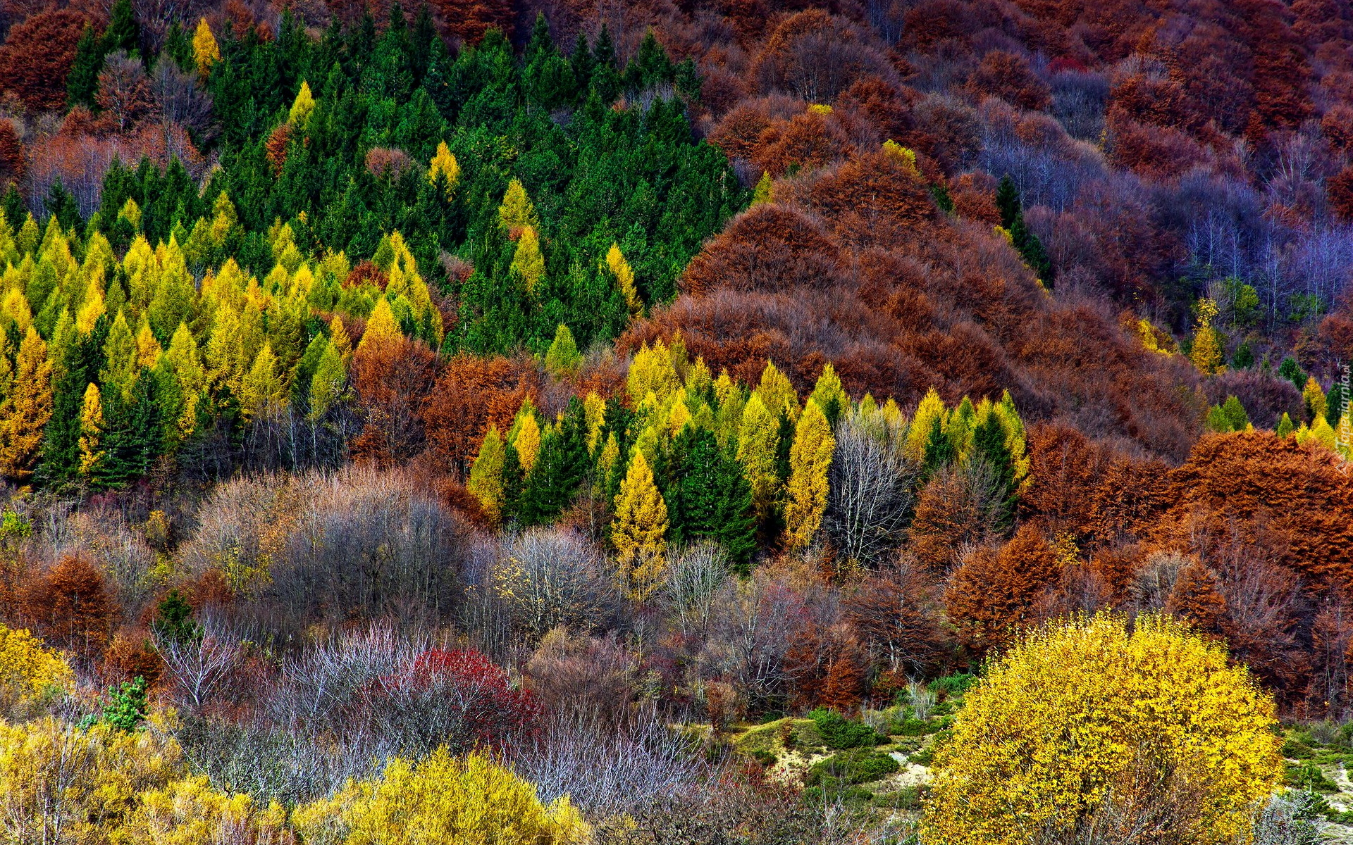 Kolorowe, Drzewa, Krzewy, Jesień