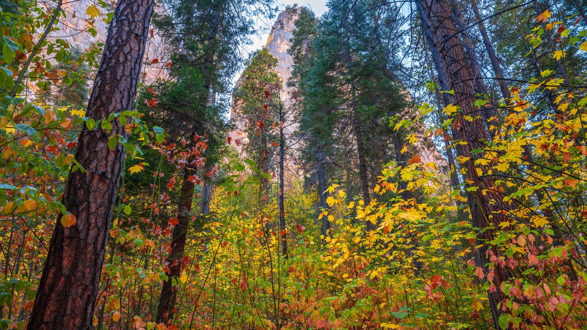 Jesień, Park Narodowy Yosemite, Góry, Drzewa, Las, Stan Kalifornia, Stany Zjednoczone