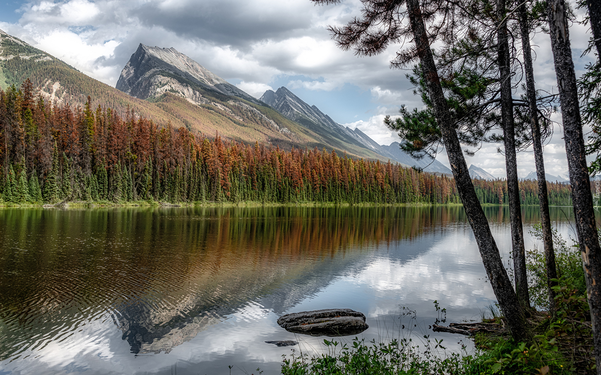 Las, Drzewa, Góry, Jezioro, Honeymoon Lake, Park Narodowy Jasper, Alberta, Kanada