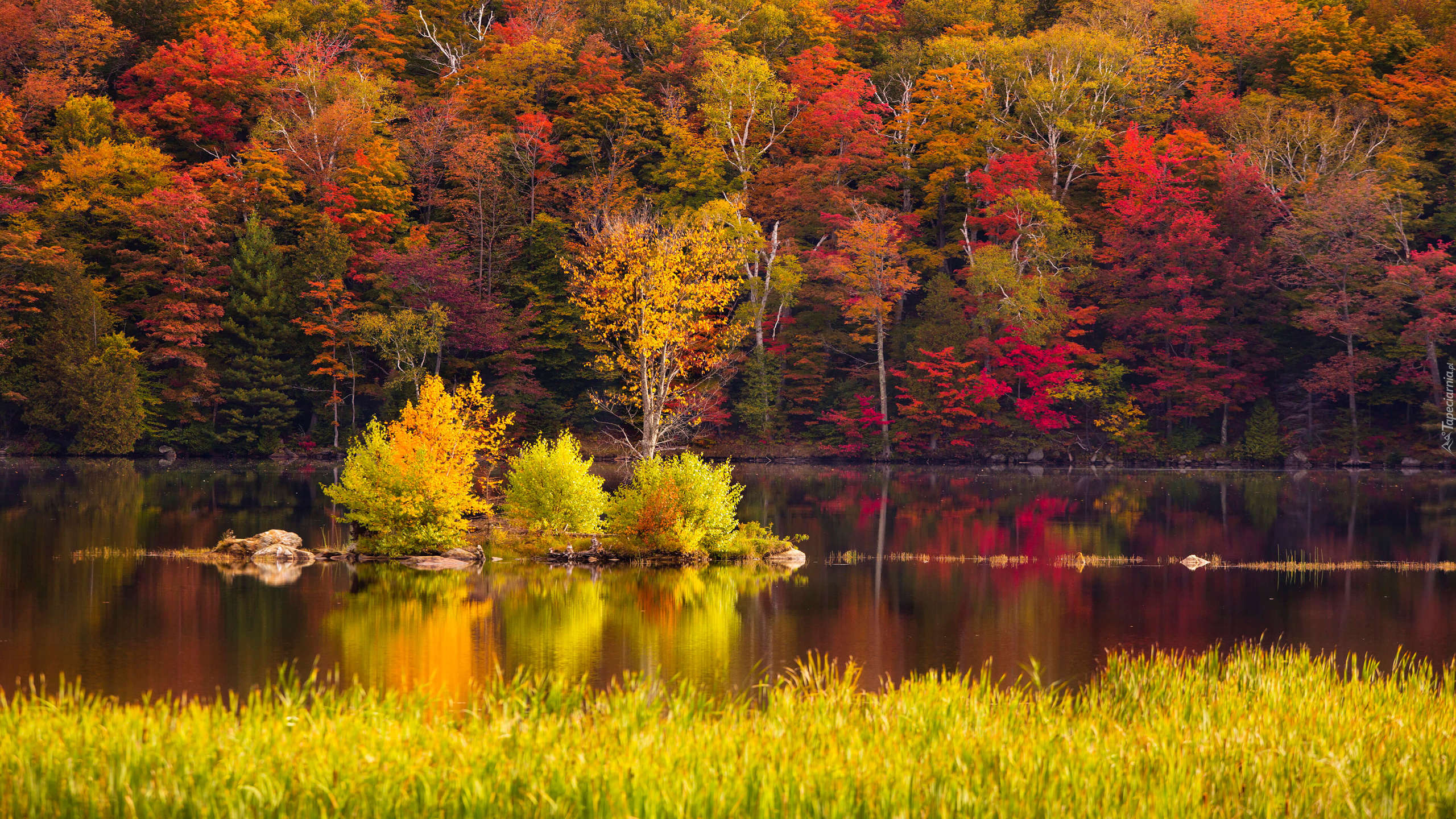 Stany Zjednoczone, Vermont, Nowa Anglia, Lasy państwowe, Jezioro Kent Pond, Drzewa, Las, Jesień