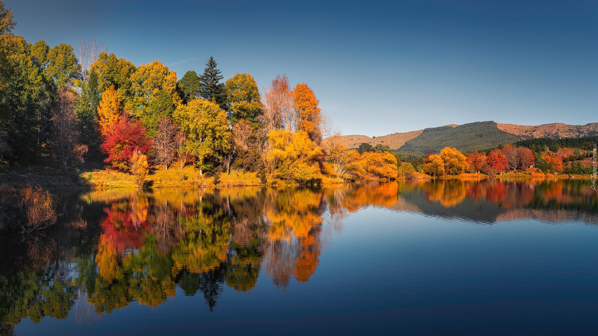 Jesień, Las, Pożółkłe, Drzewa, Jezioro, Lake Tutira, Odbicie, Nowa Zelandia