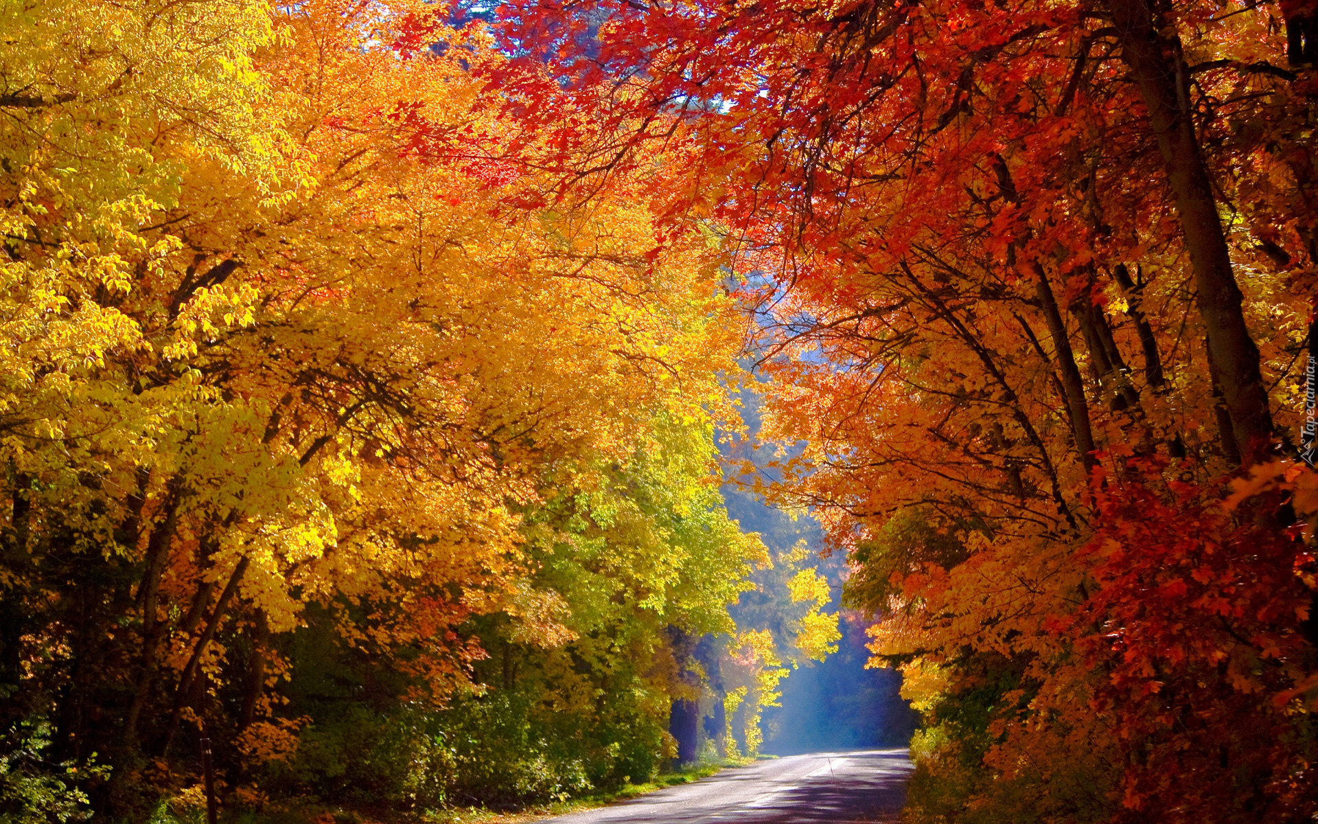 Jesień, Droga, Las, Drzewa, Kolorowe, Liście, Światło, Słoneczne