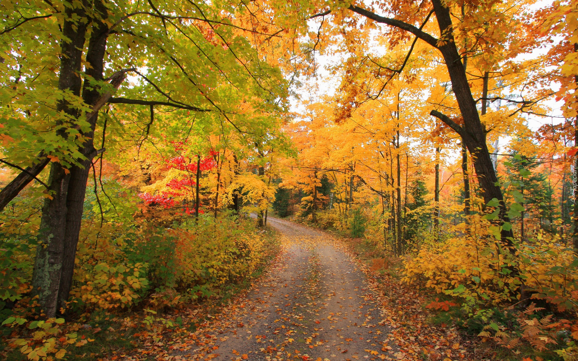 Jesień, Droga, Las, Drzewa, Krzewy, Kolorowe, Liście