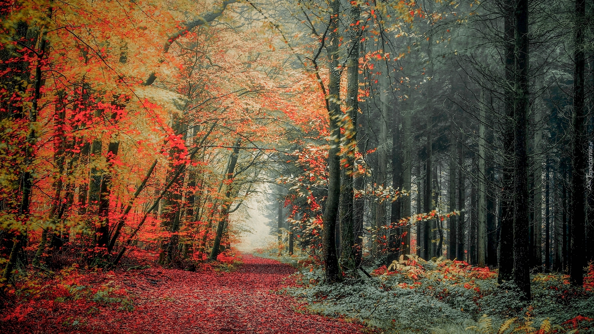 Las, Drzewa, Jesień, Roślinność, Kolorowe, Liście