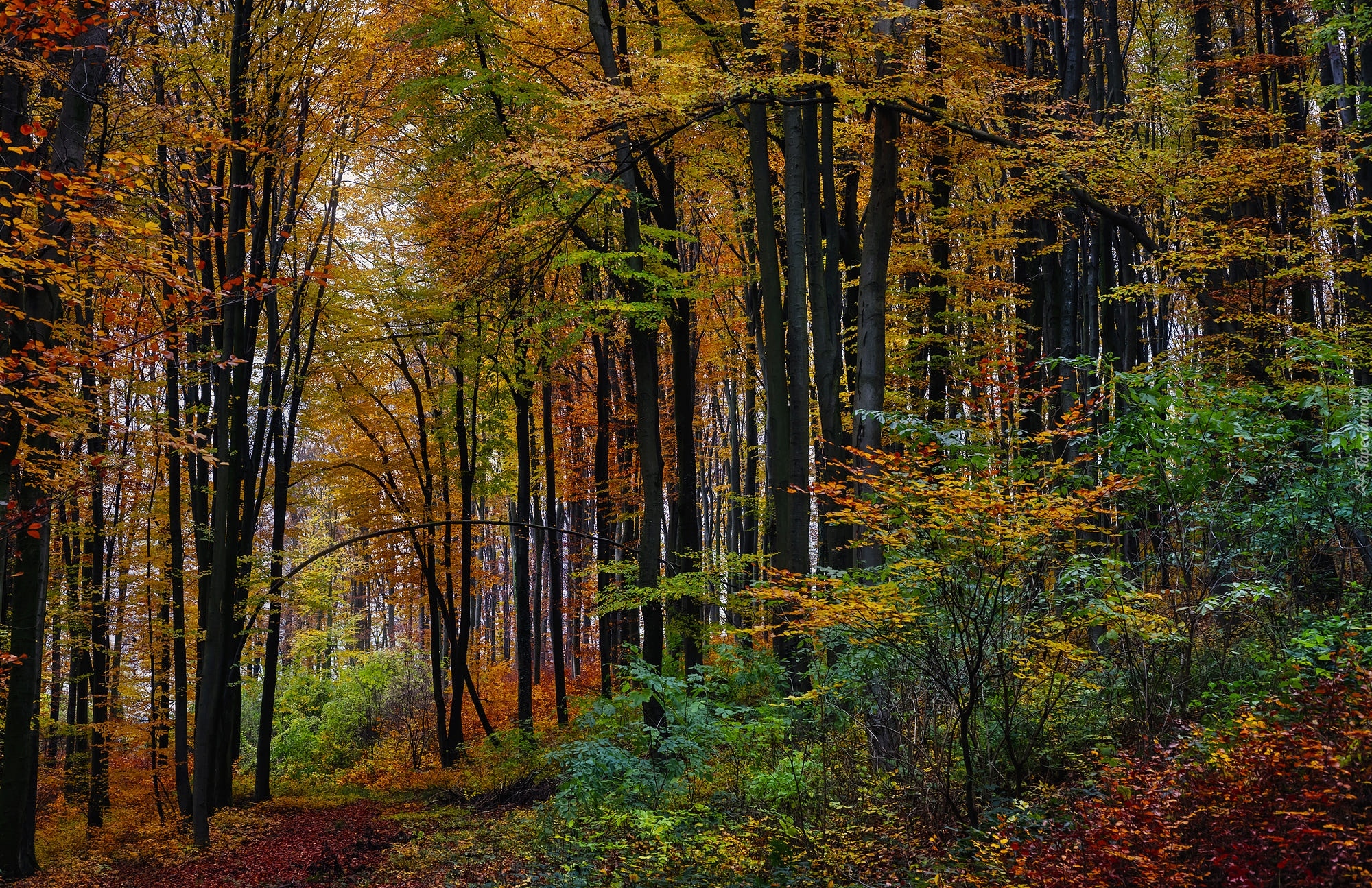 Las, Kolorowe, Drzewa, Ścieżka, Jesień