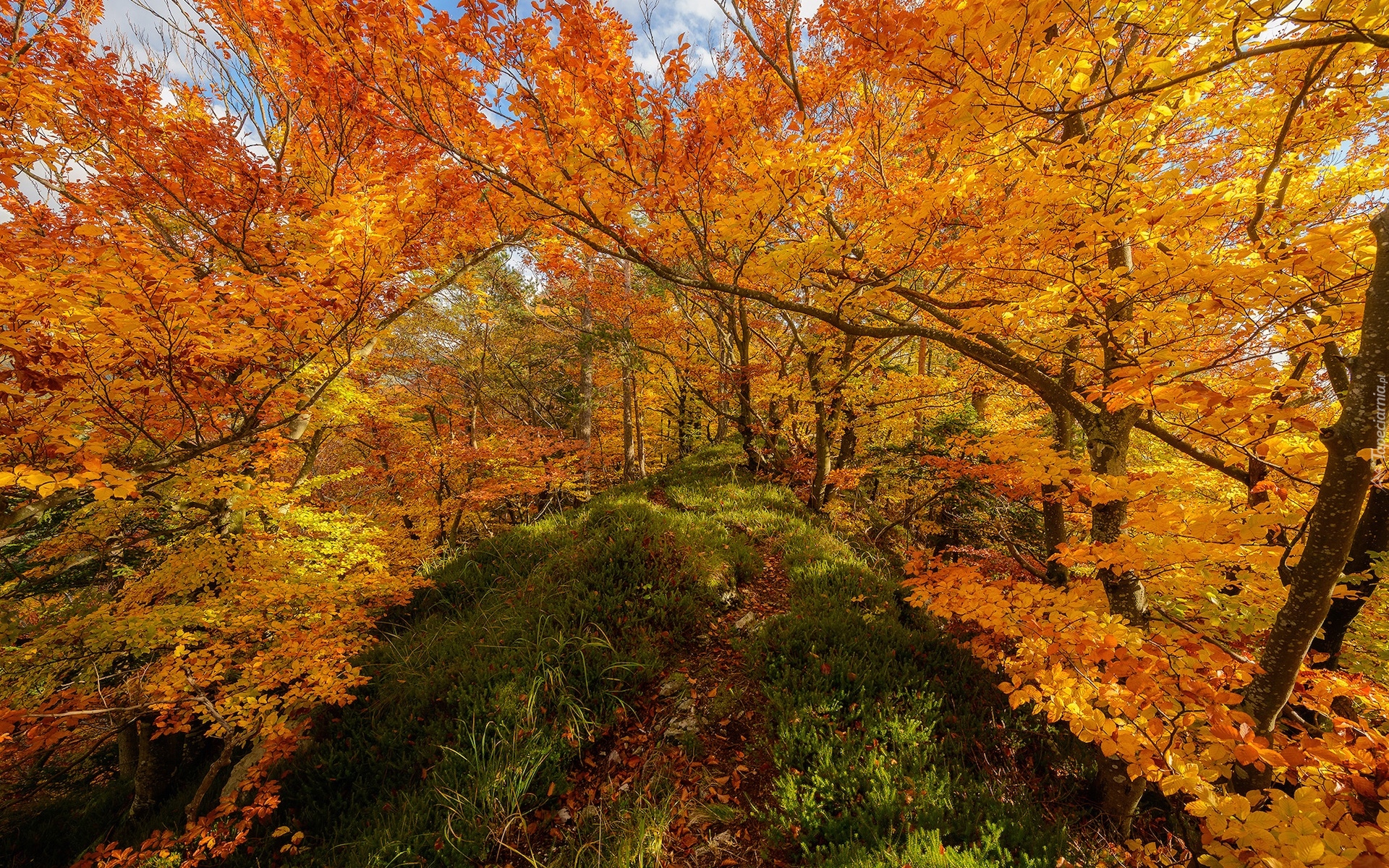 Jesień, Drzewa, Roślinność, Kolorowa, Ścieżka, Park rekreacyjny Zavrsnica, Słowenia