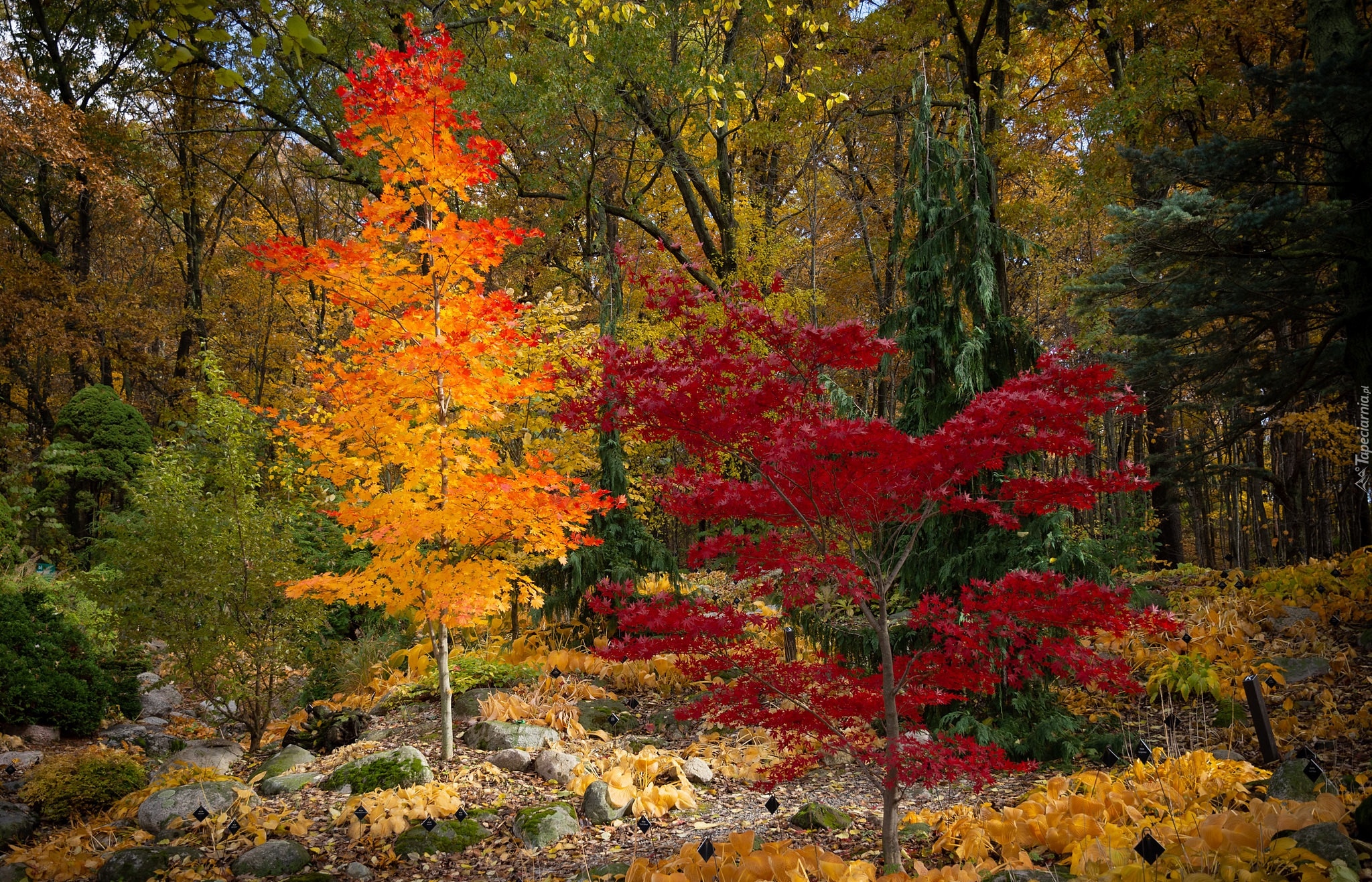 Jesień, Las, Kamienie, Kolorowe, Drzewa