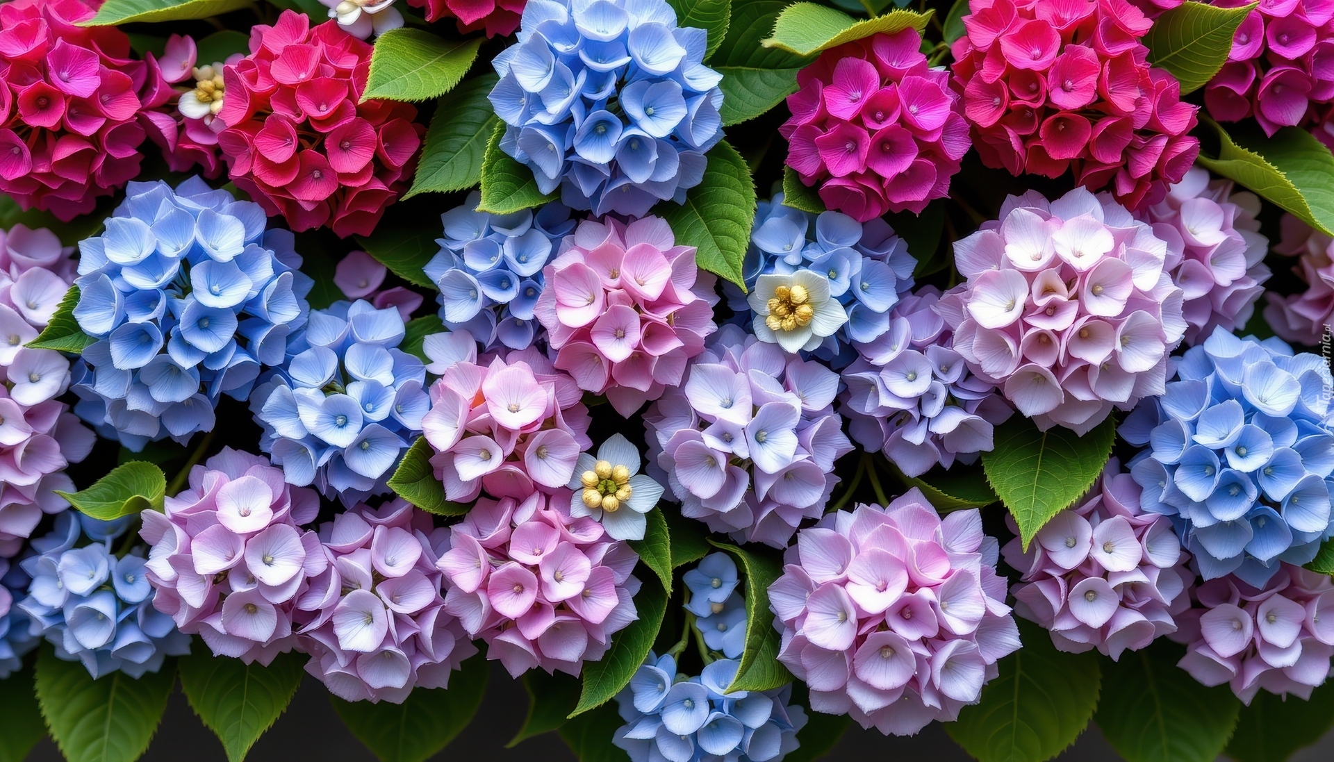 Różowe, Fioletowe, Niebieskie, Hortensje
