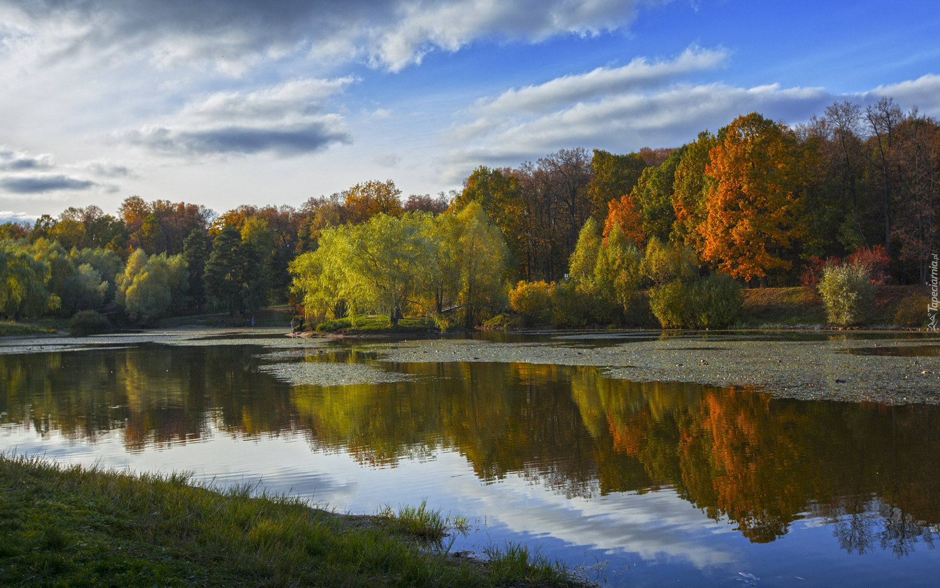 Jesień, Drzewa, Park, Staw, Odbicie, Brzeg, Trawa