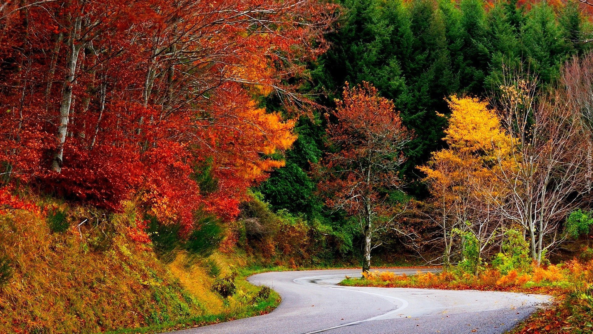 Jesień, Kolorowe, Drzewa, Droga, Las