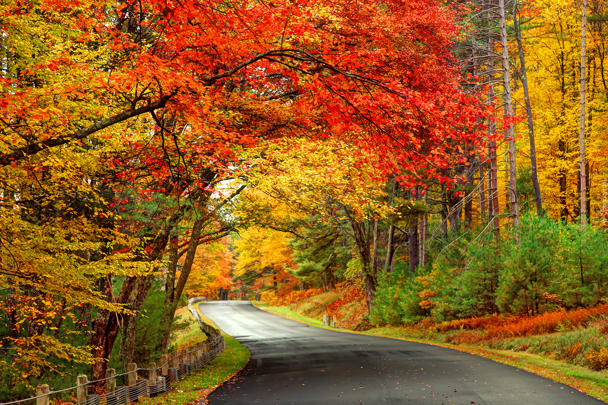 Las, Droga, Jesień, Kolorowe, Drzewa
