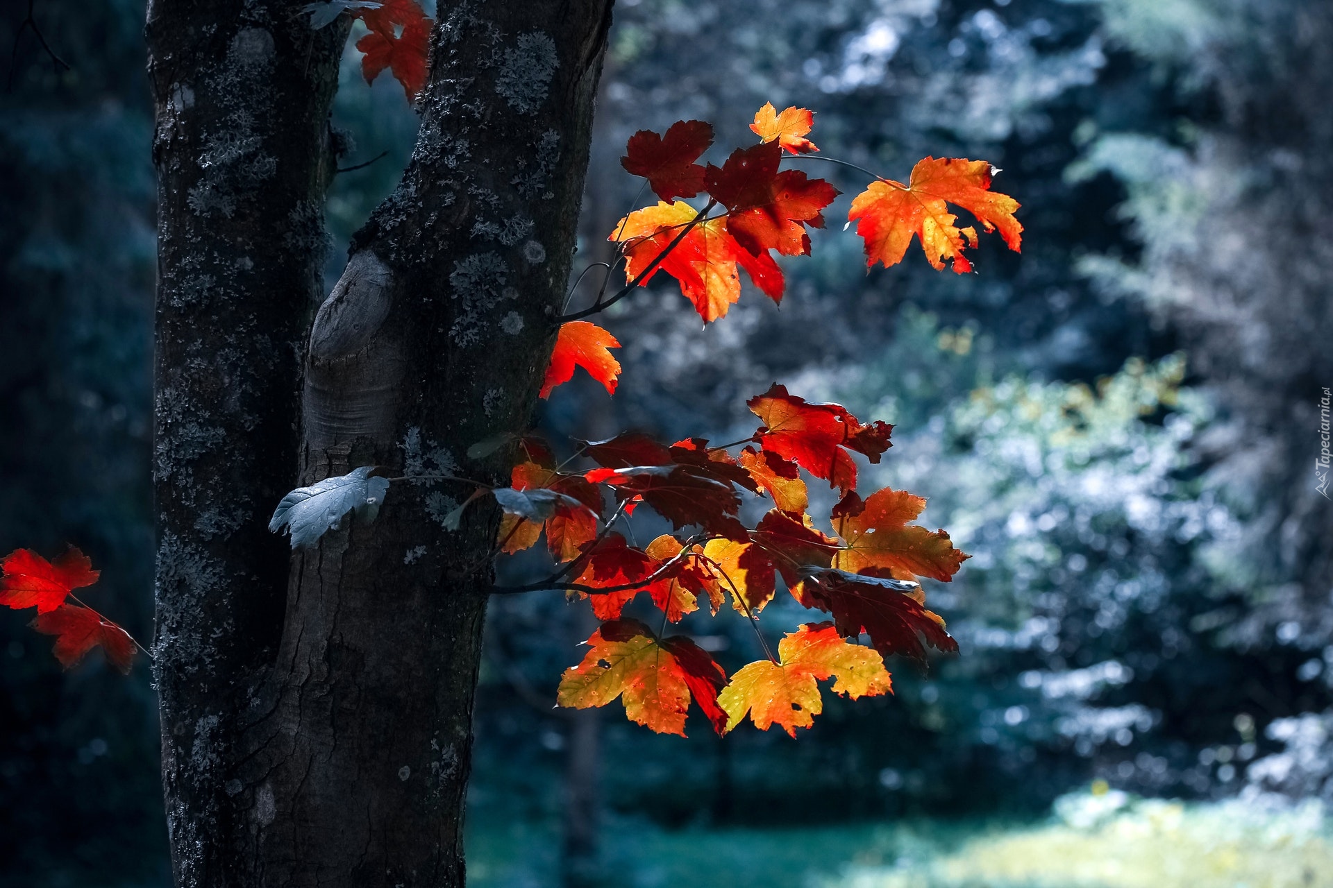 Drzewo, Pnie, Liście, Jesień