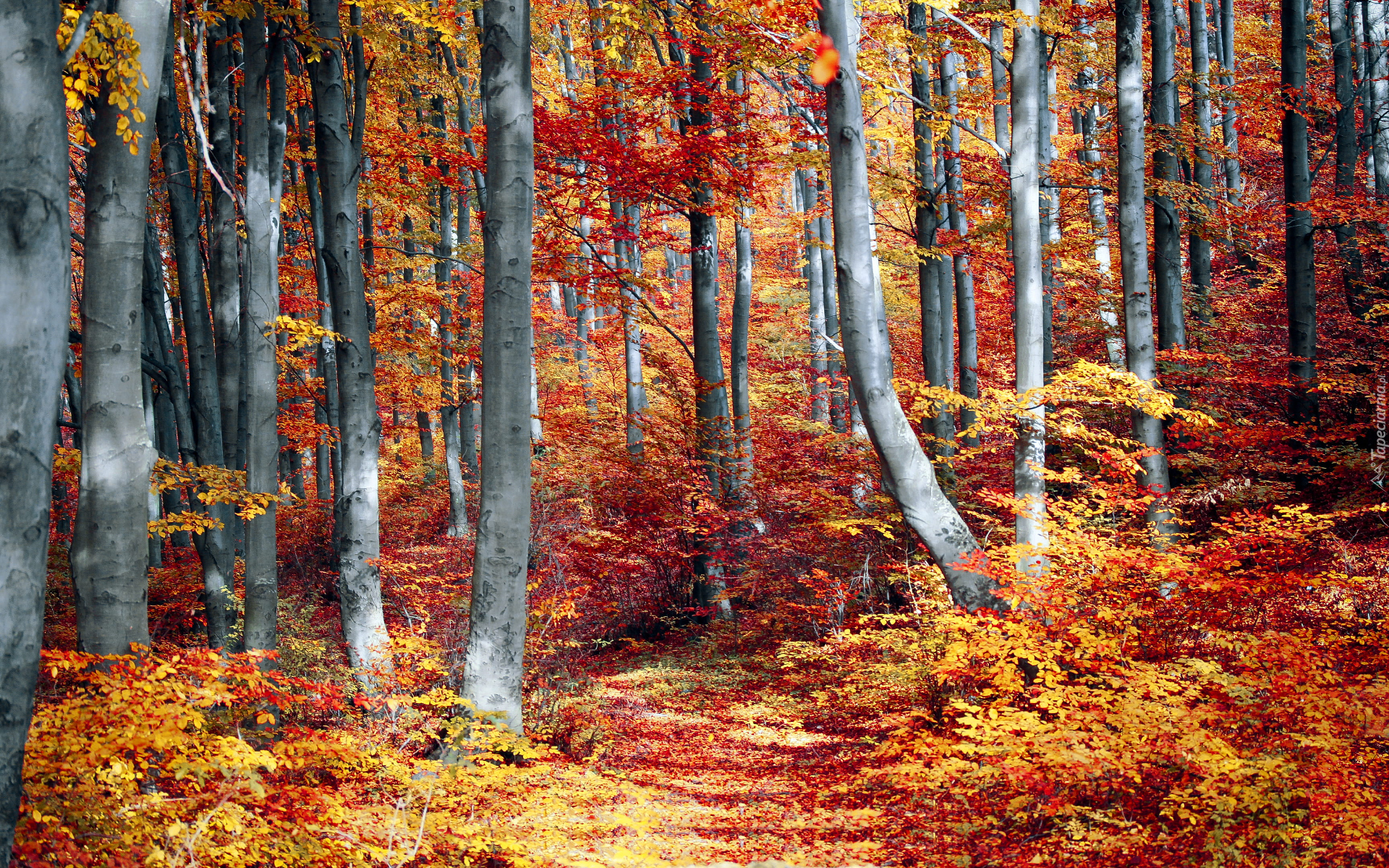 Jesień, Las, Kolorowe, Krzewy, Drzewa, Opadłe, Liście