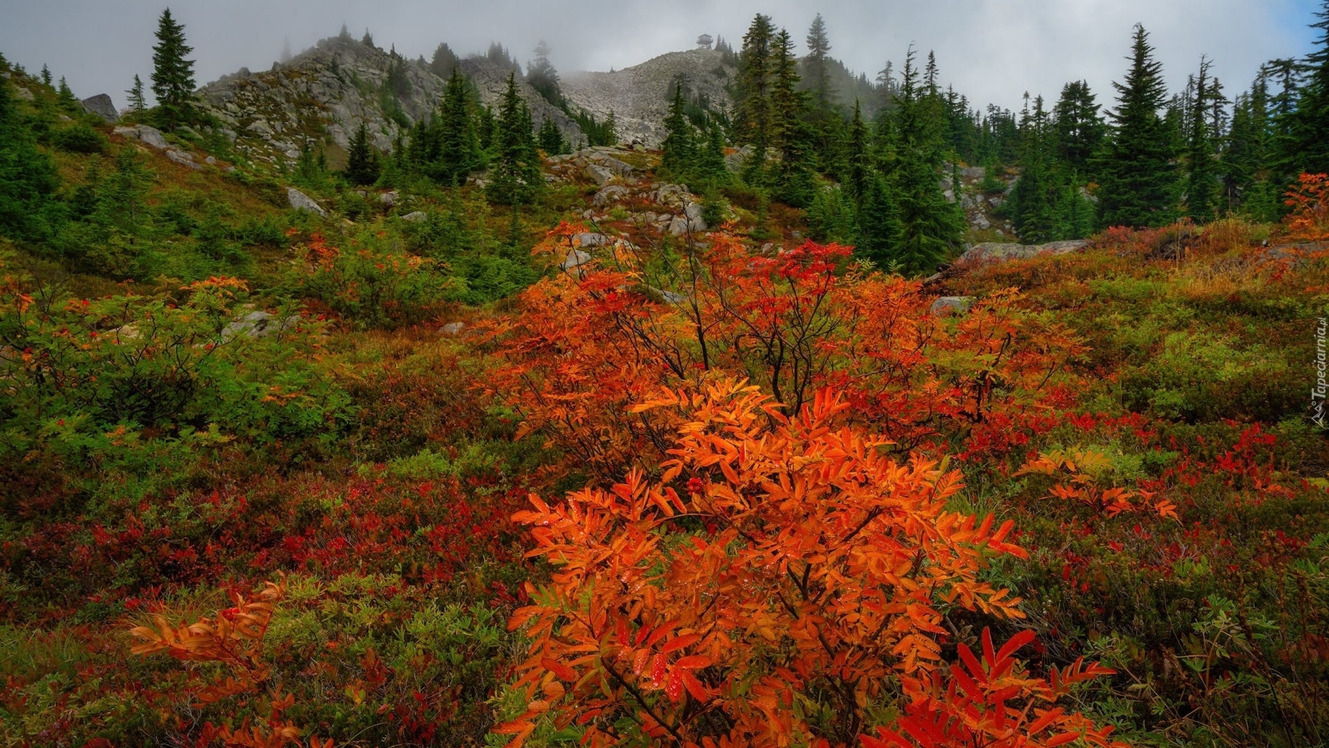 Jesień, Wzgórza, Skały, Mgła, Kolorowe, Krzewy, Drzewa