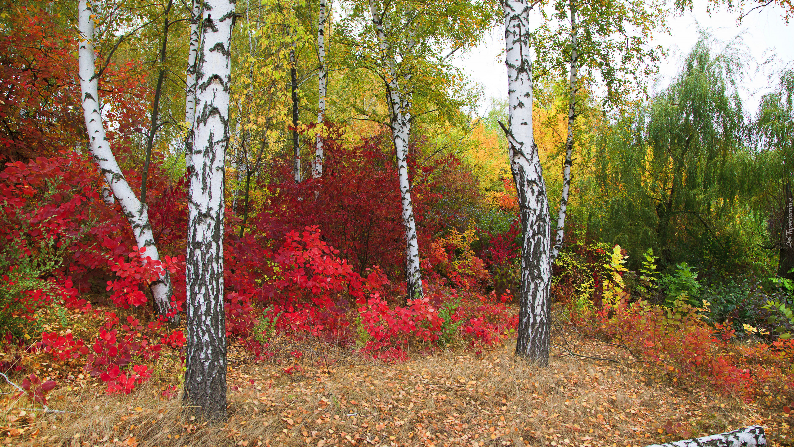 Jesień, Las, Drzewa, Brzozy, Kolorowe, Krzewy, Rośliny