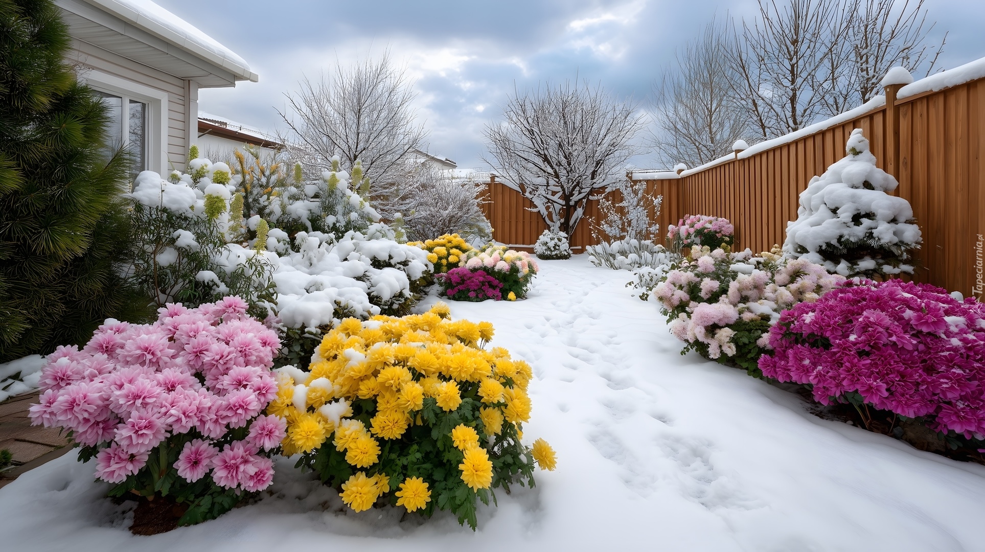 Ogród, Zima, Krzewy, Kwiaty, Dom, Ogrodzenie