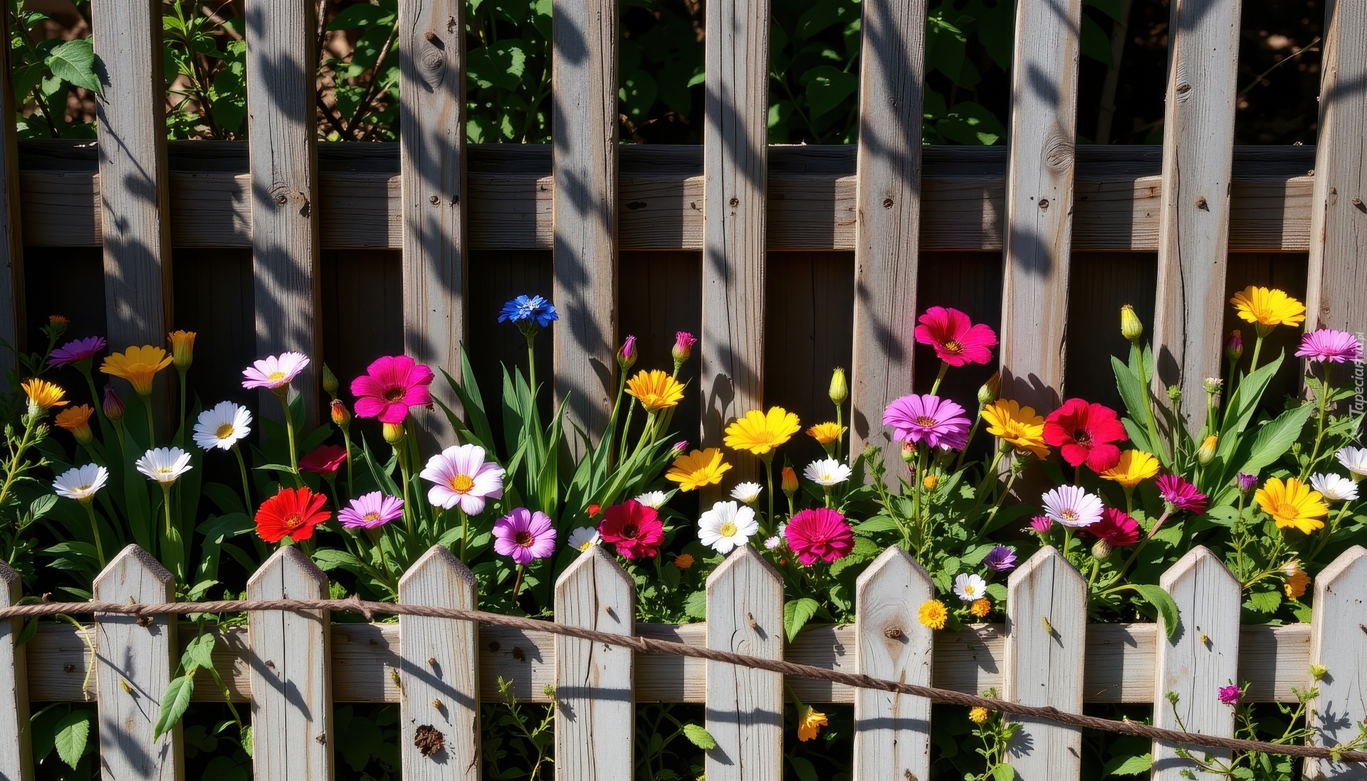 Dwa, Płoty, Kolorowe, Kwiaty