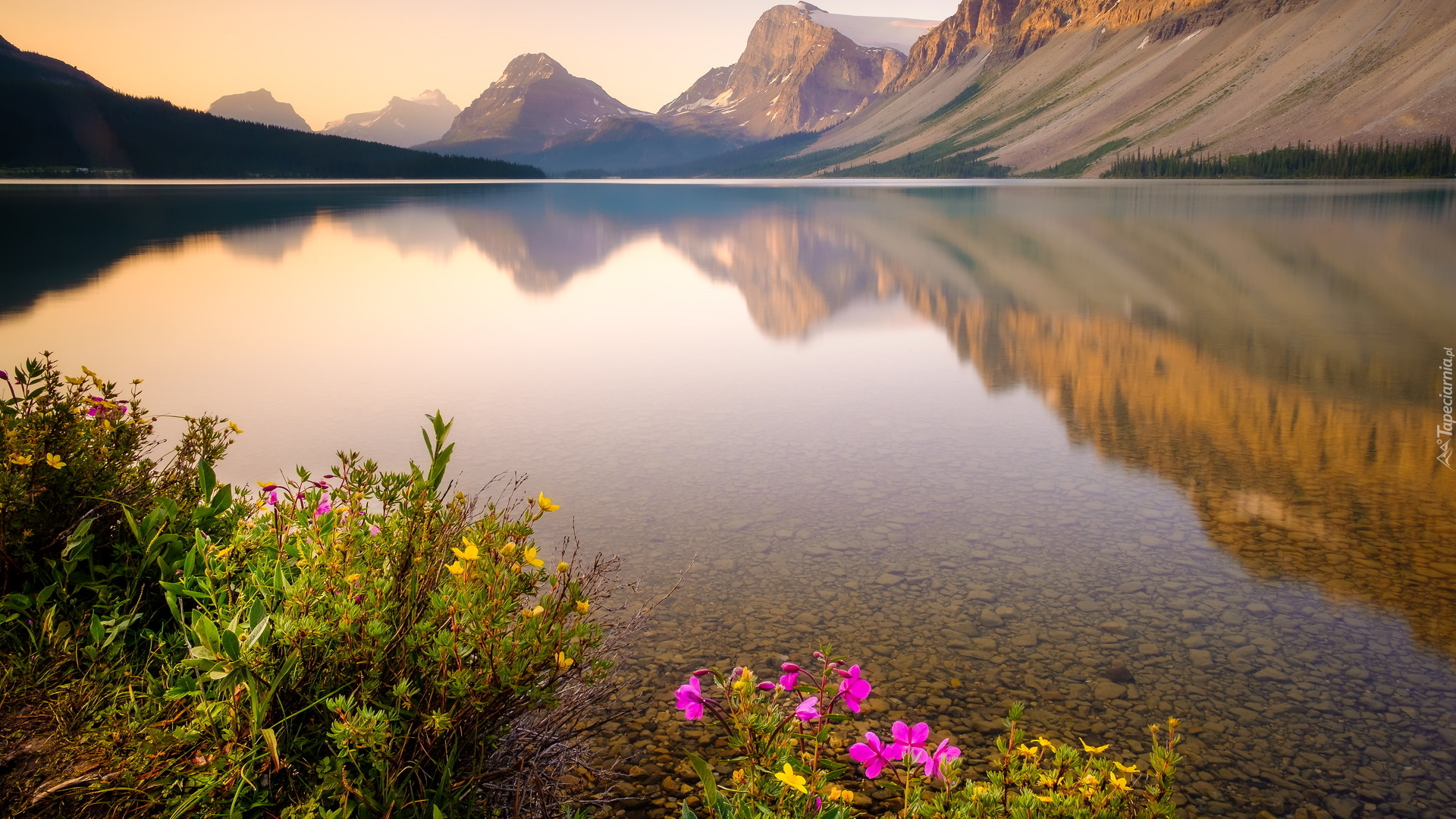 Jezioro Bow Lake, Góry Skaliste, Kwiaty, Park Narodowy Banff, Prowincja Alberta, Kanada