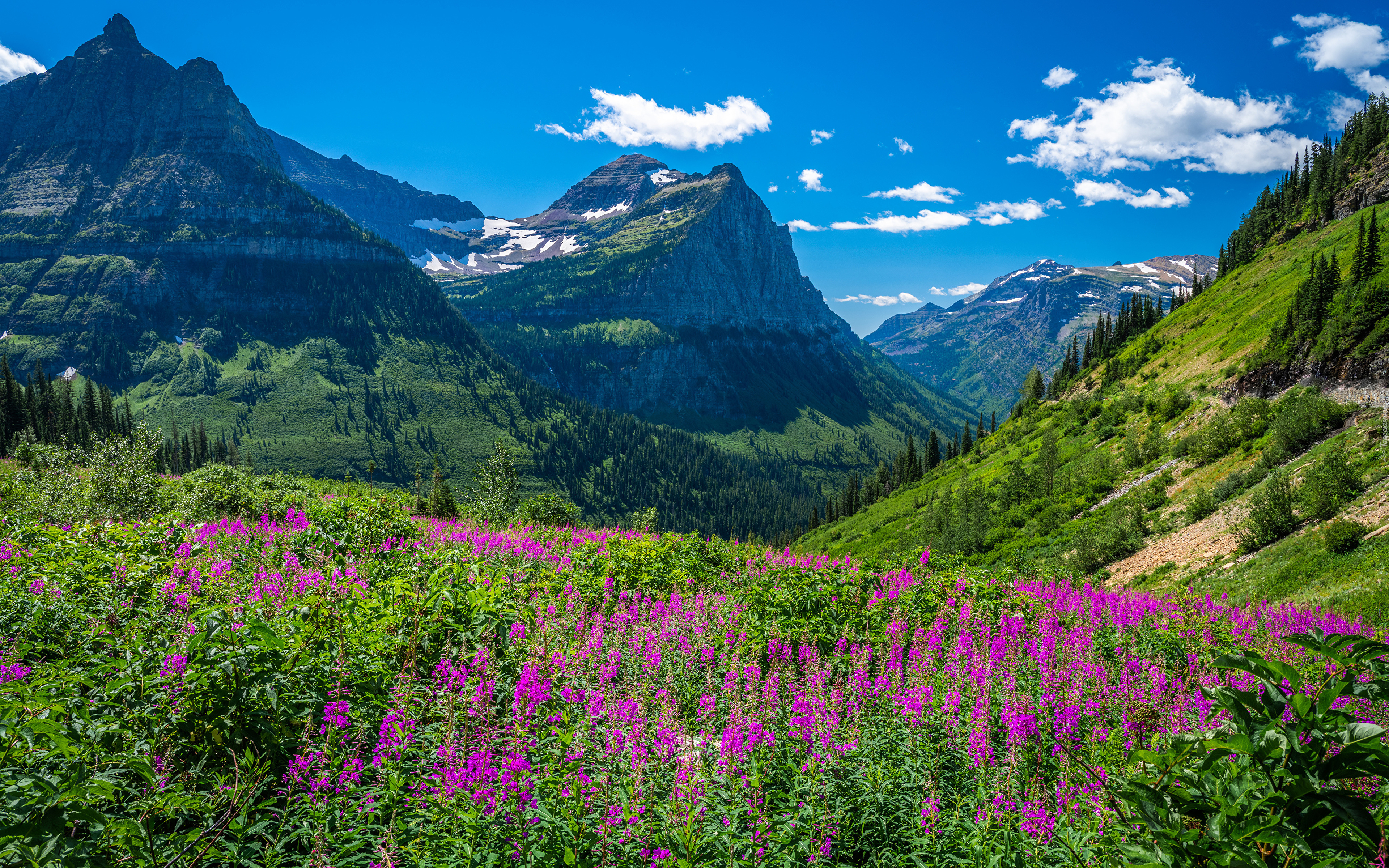 Stany Zjednoczone, Montana, Park Narodowy Glacier, Góry Skaliste, Drzewa, Łąka, Kwiaty