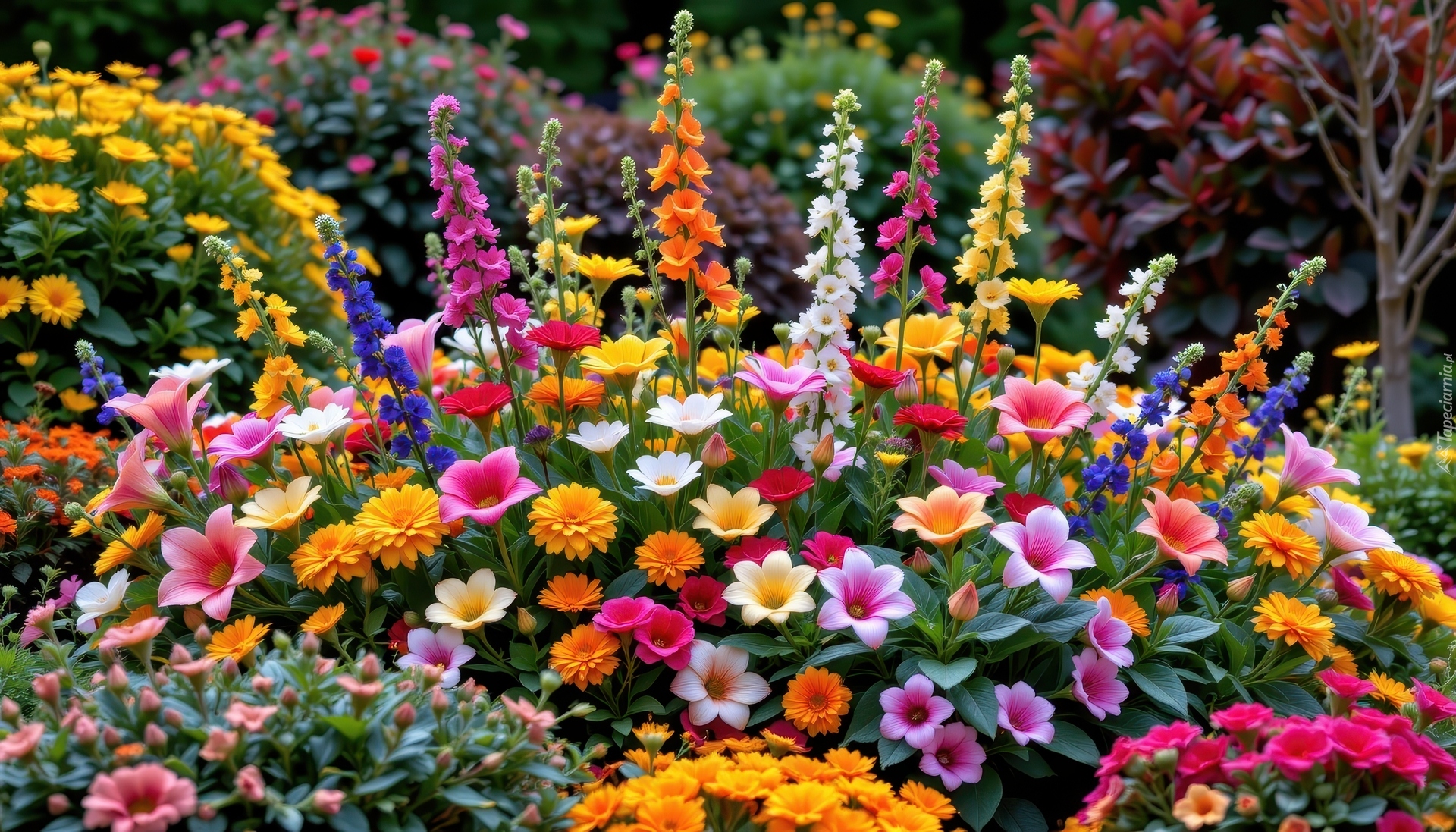 Różne, Kolorowe, Kwiaty, Ogród, Rabatka