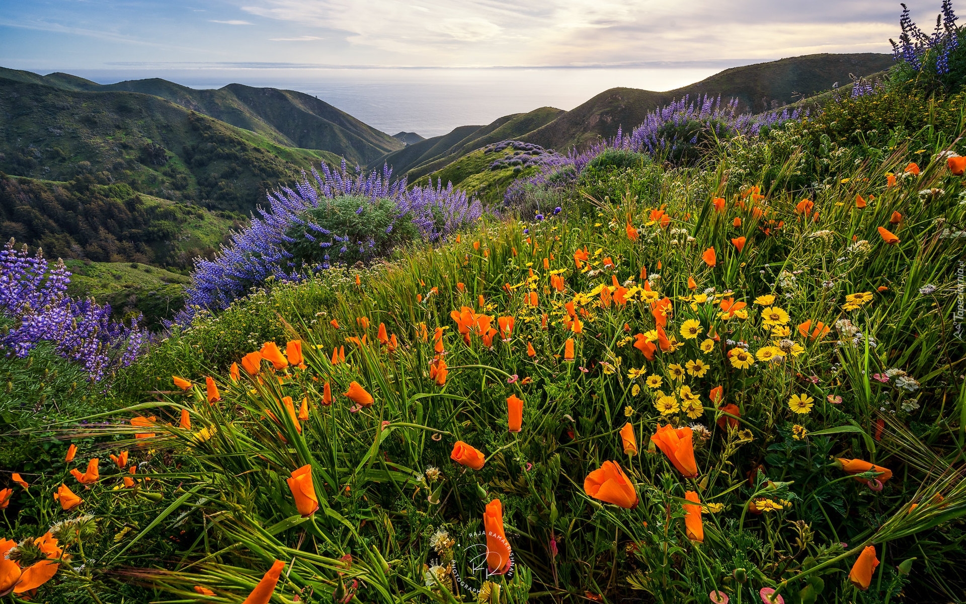 Stany Zjednoczone, Stan Kalifornia, Stanowy Park Garapatta, Sobranes Canyon, Wzgórza, Góry, Kwiaty, Morze, Wybrzeże Big Sur