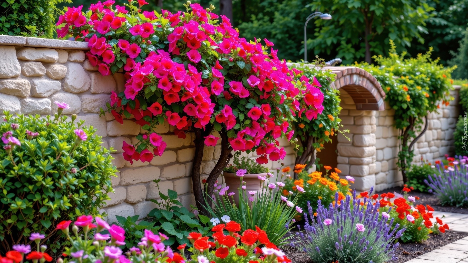 Ogród, Mur, Kolorowe, Kwiaty