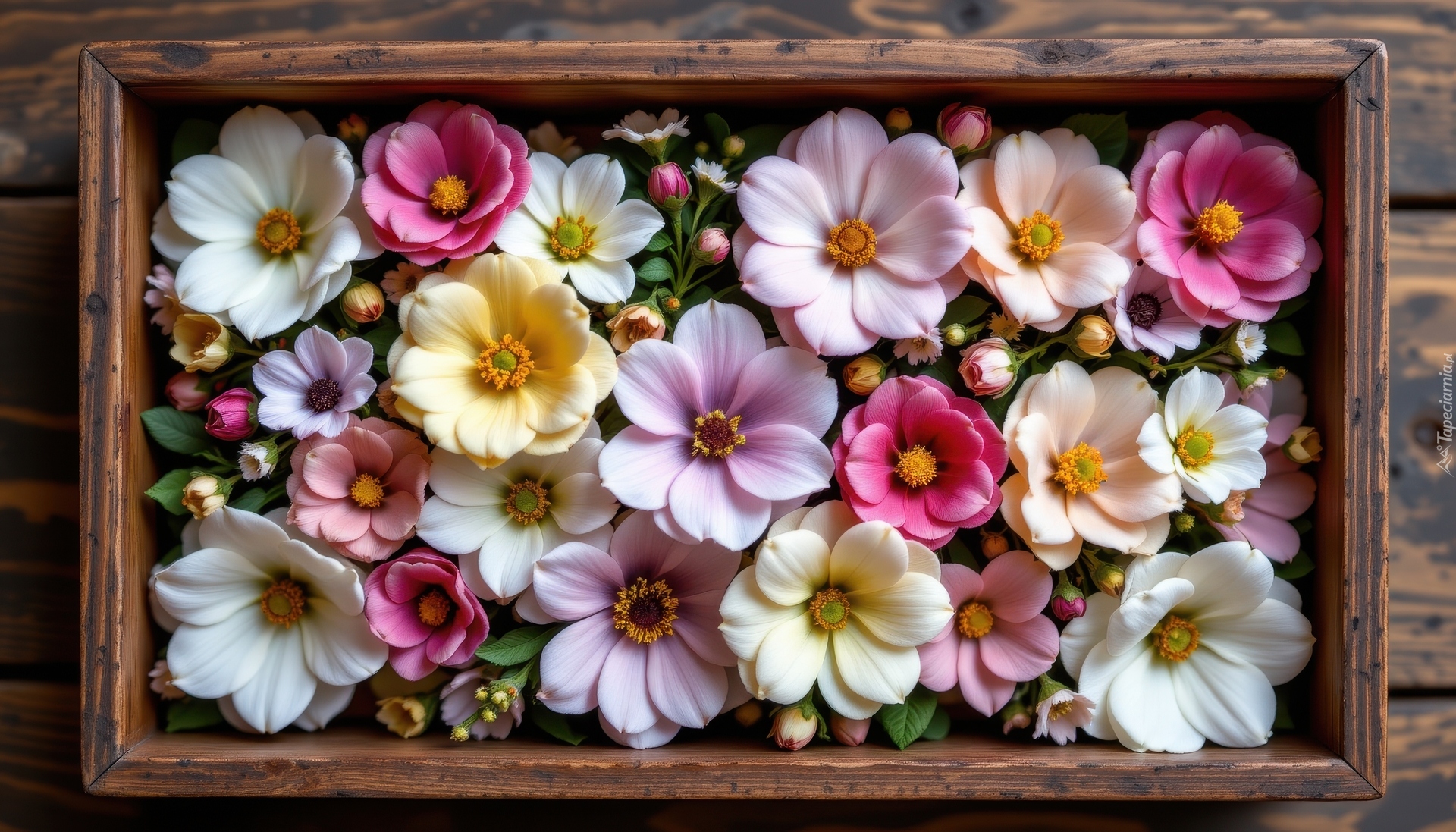 Kolorowe, Kwiaty, Drewniana, Skrzynka