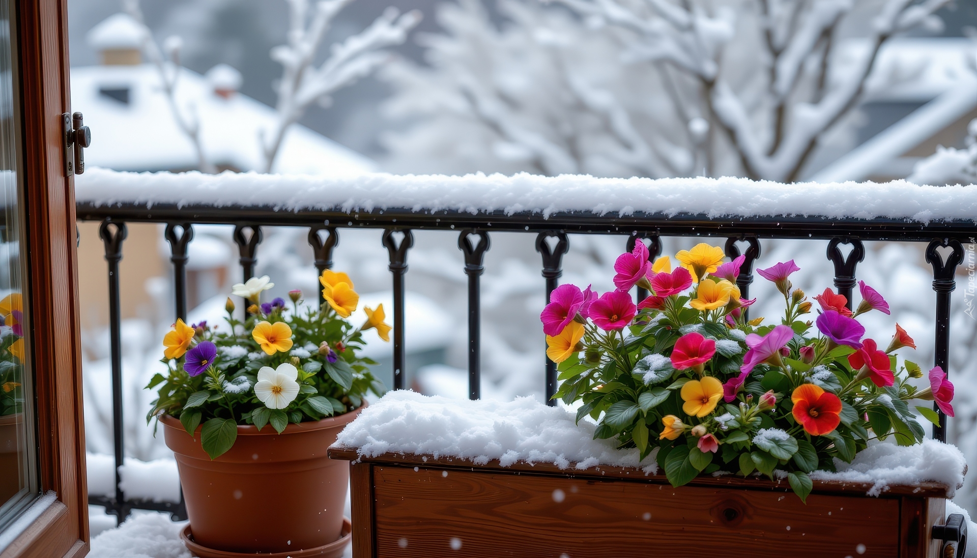 Zima, Kwiaty, Donice, Balkon