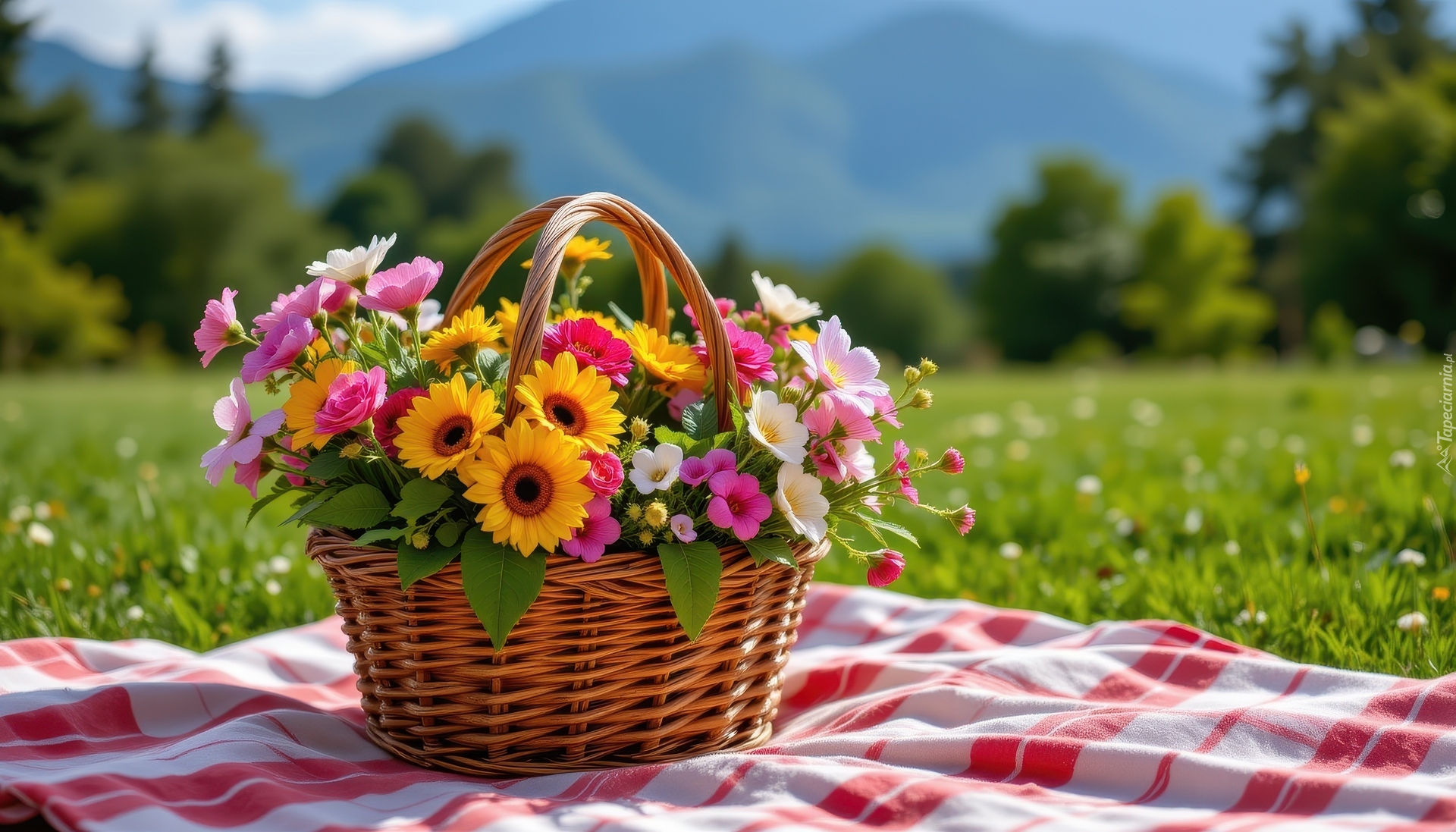 Kwiaty, Kolorowe, Koszyk, Wiklinowy, Łąka, Koc