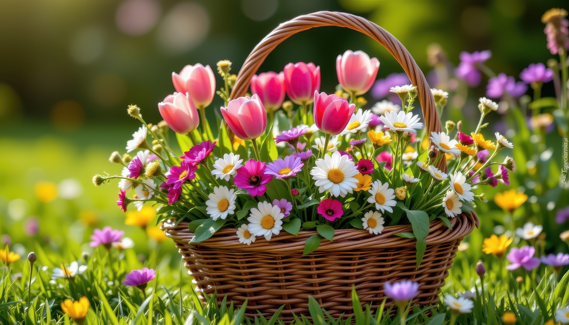 Kwiaty, Kolorowe, Tulipany, Wiklinowy, Koszyk