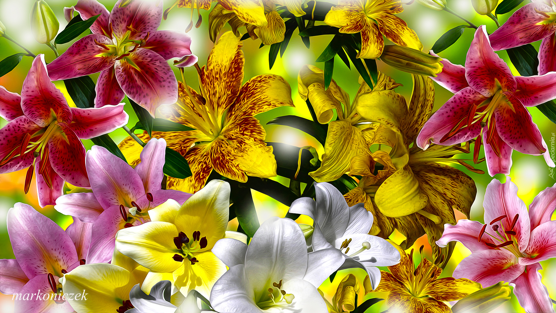 Kwiaty, Różnokolorowe, Lilie, Grafika
